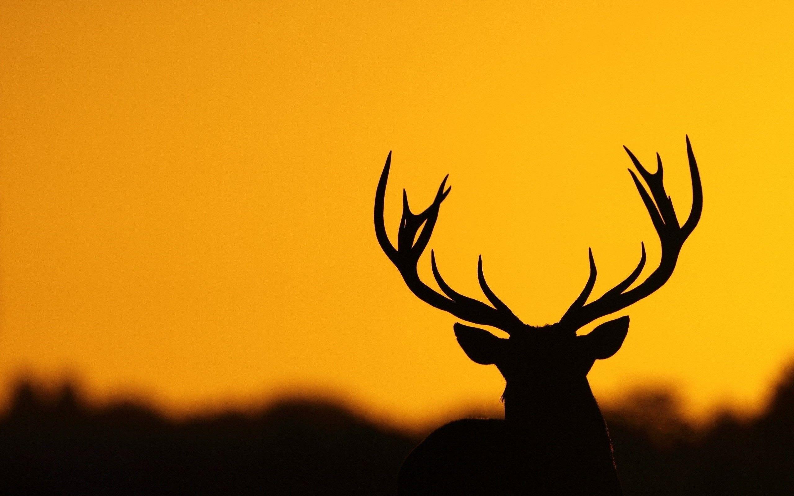 2560x1600 Deer Wallpaper background picture