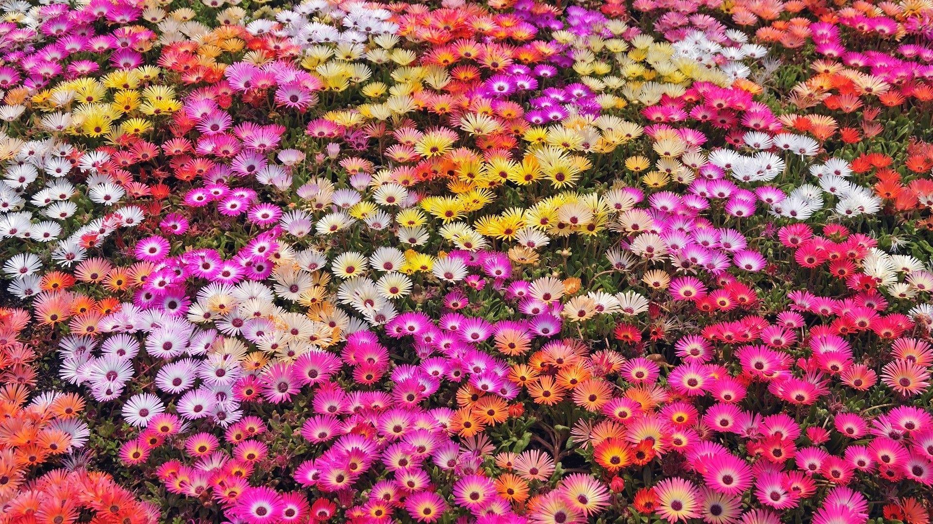 1920x1080 Nature Flowers Garden Petals Colors Abstract Plants Wallpaper