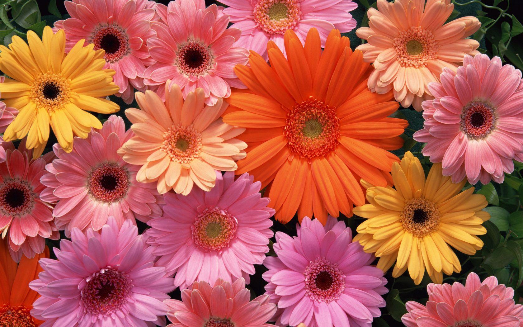  Aesthetic  Flower  Wallpapers  Top Free Aesthetic  Flower  