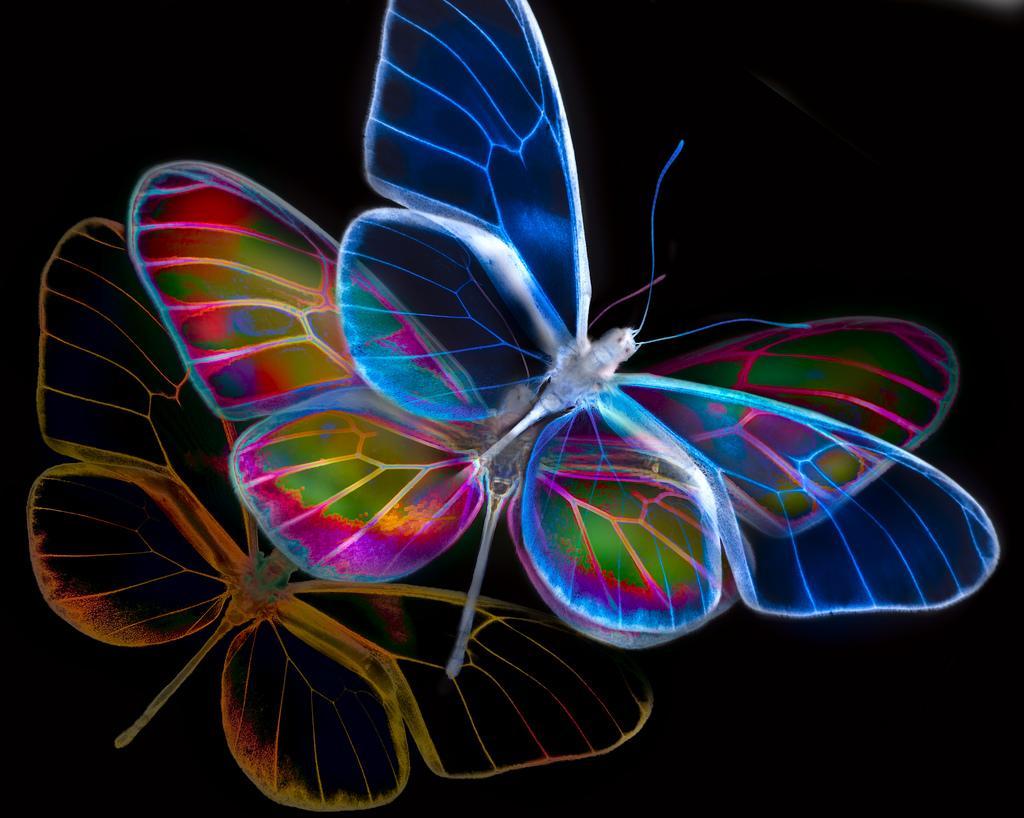 Neon Butterfly Desktop Wallpapers Top Free Neon Butterfly Desktop Backgrounds WallpaperAccess