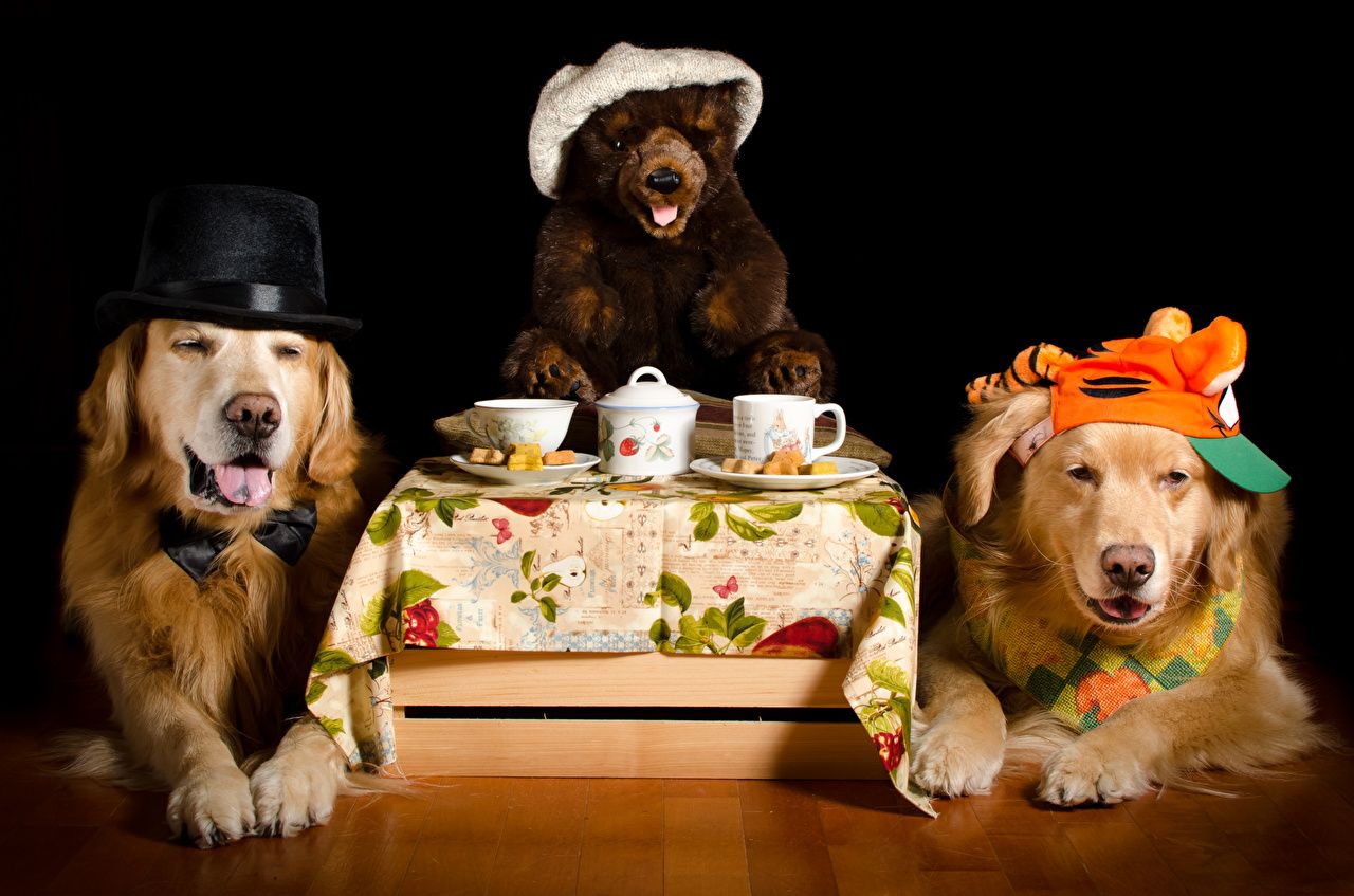 1280x847 Picture Retriever Dogs 2 Hat Teddy bear Cup animal Black background