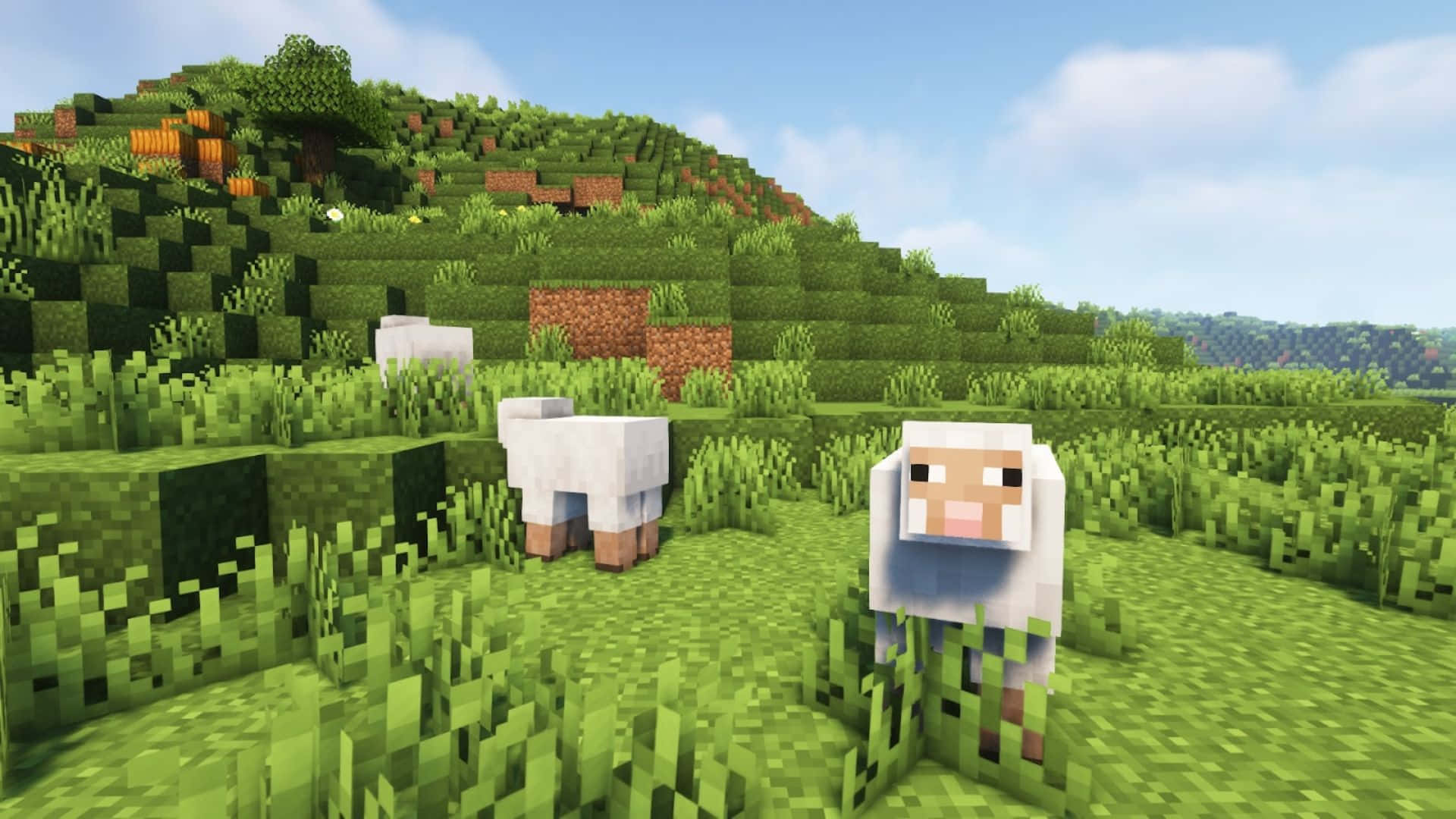 1920x1080 Grassy Field Wallpaper