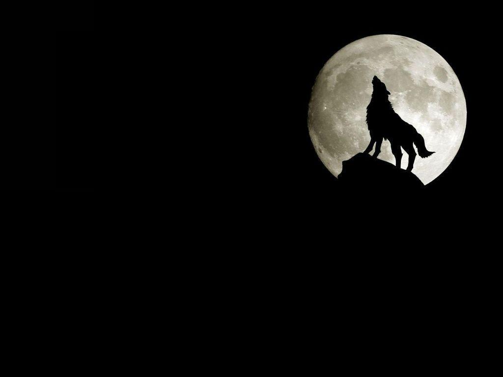 1024x768 Wolf Howling At The Moon Wallpaper