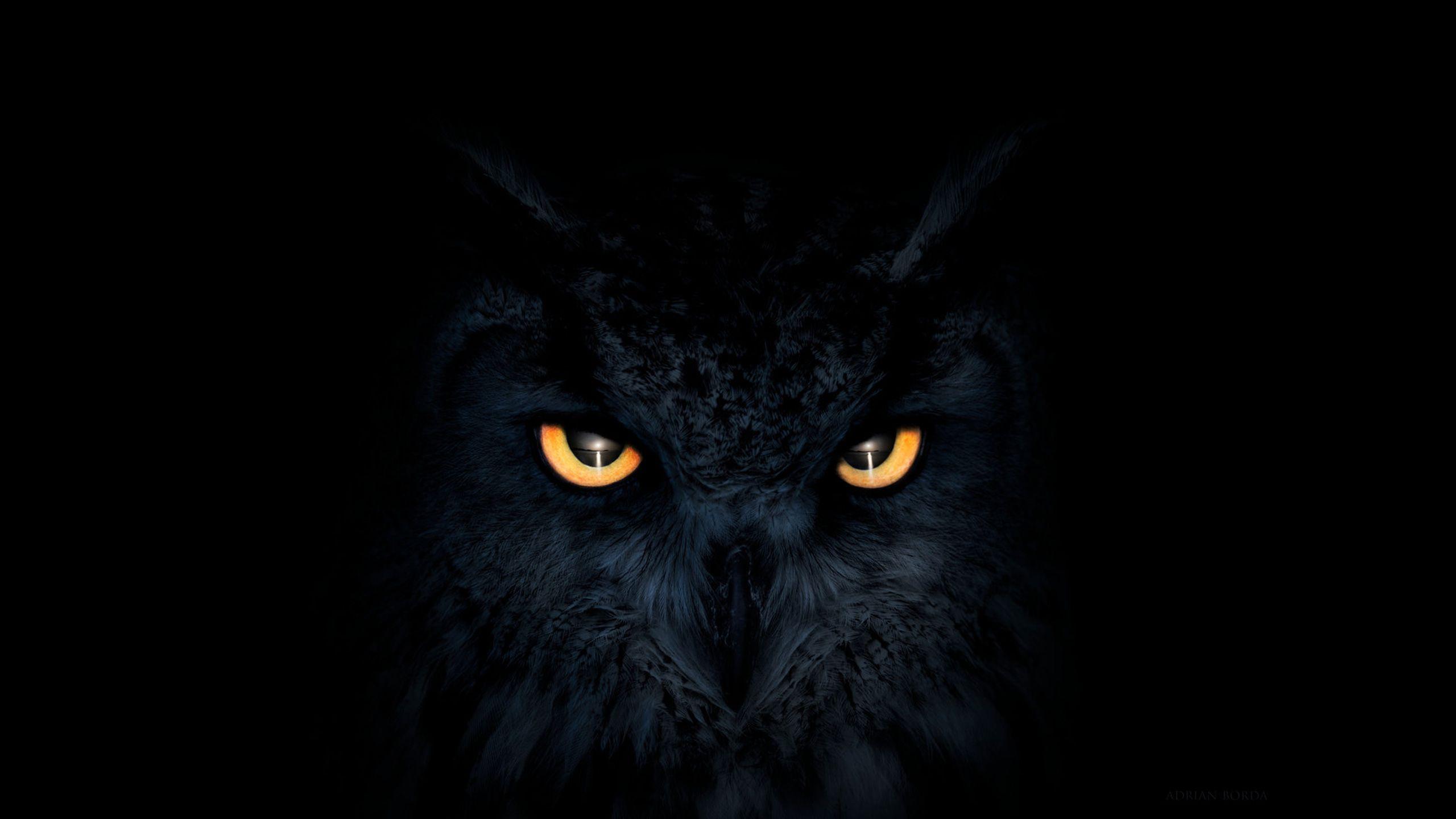 Beautiful Black Owl Images Hd Wallpaper Photos