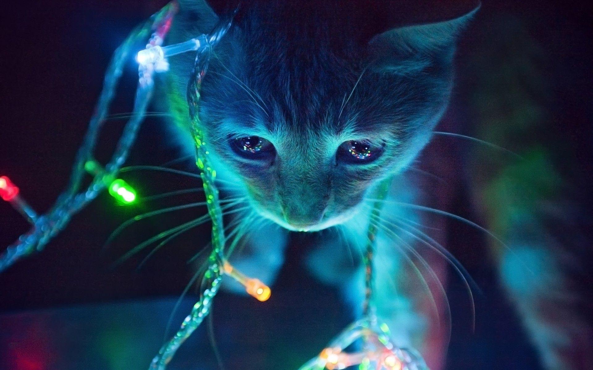 1920x1200 mèo đèn neon macro động vật đèn giáng sinh
