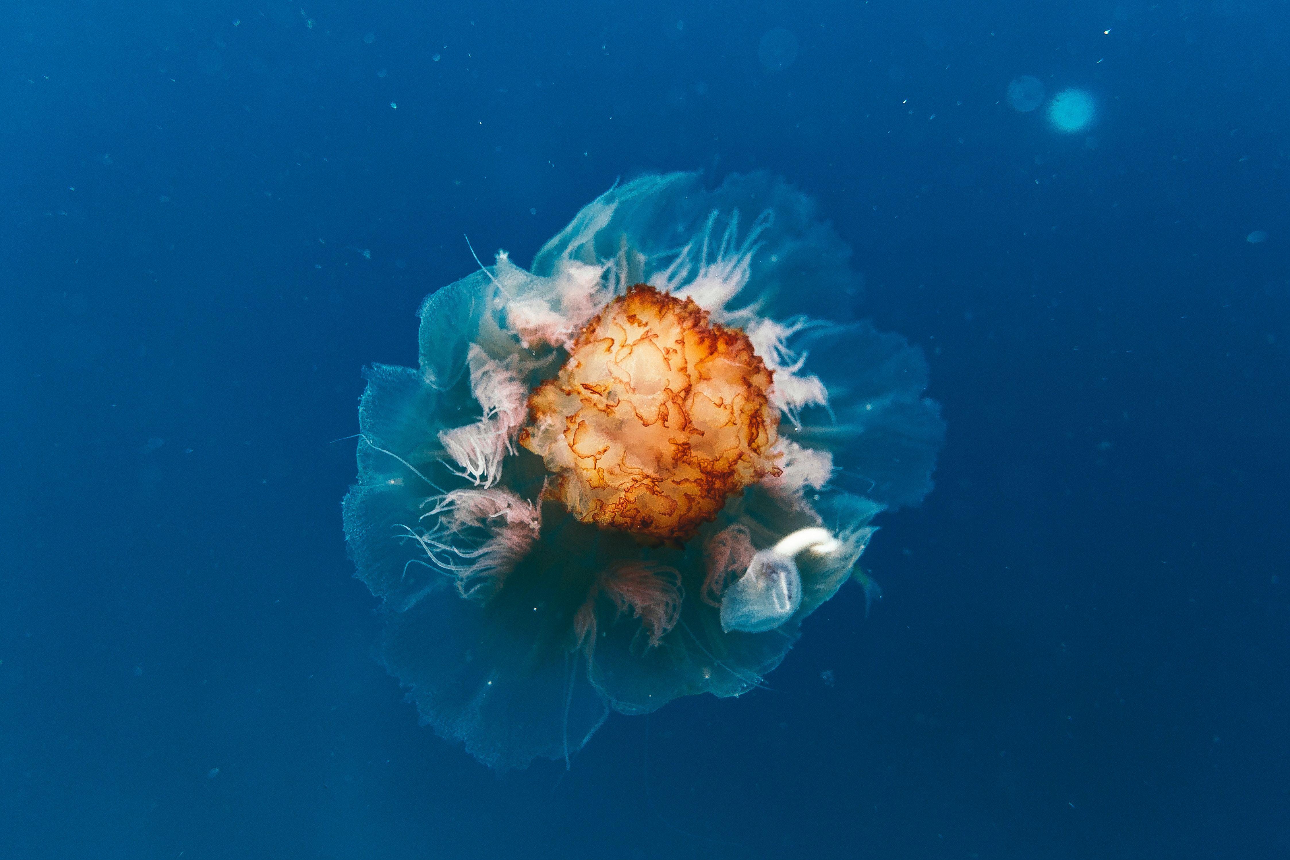 4493x2995 4493x2995 #water, #jellyfish, #wildlife, #abstract