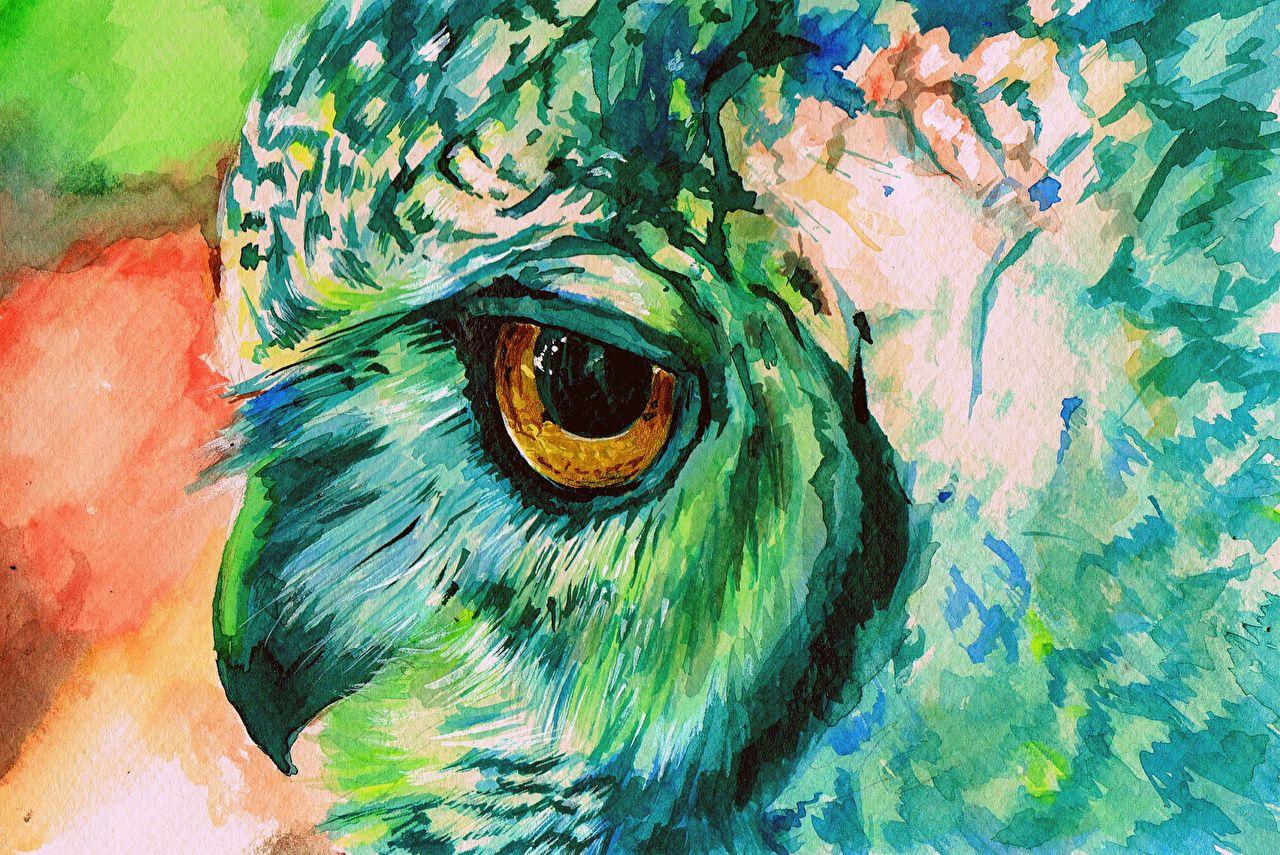 1280x855 image Owls bird Eyes Beak animal Painting Art
