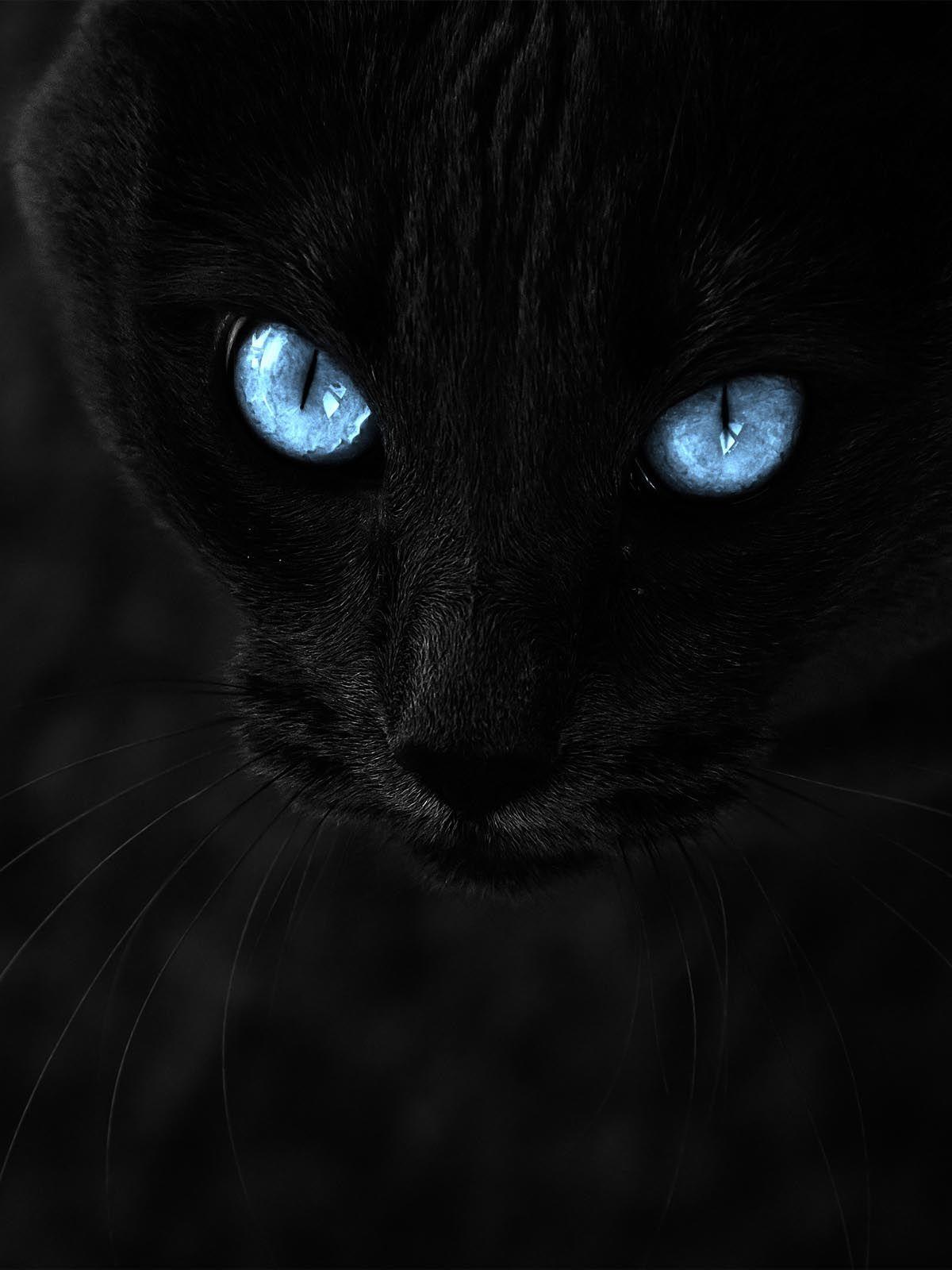 1200x1600 Black Cat With Blue Eyes 4K Ultra HD Mobile Wallpaper
