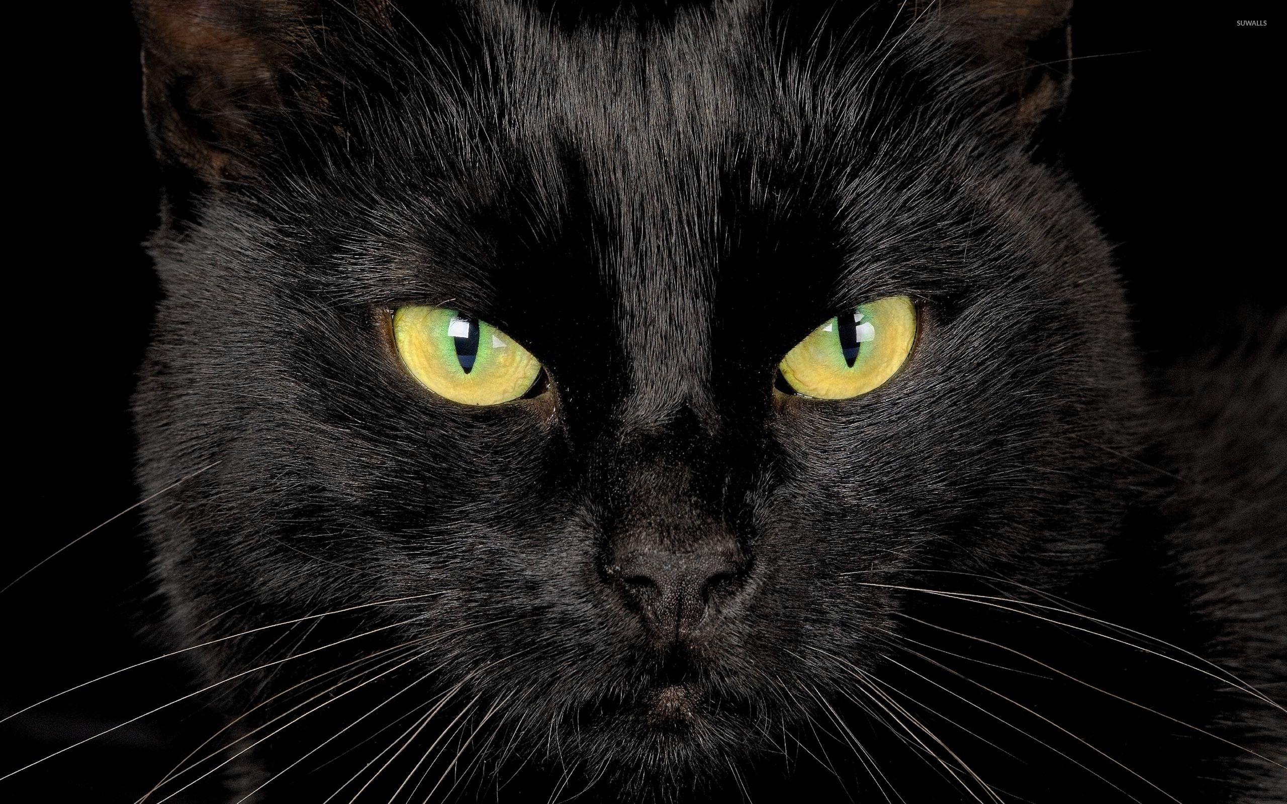 cute-black-cat-wallpapers-top-free-cute-black-cat-backgrounds
