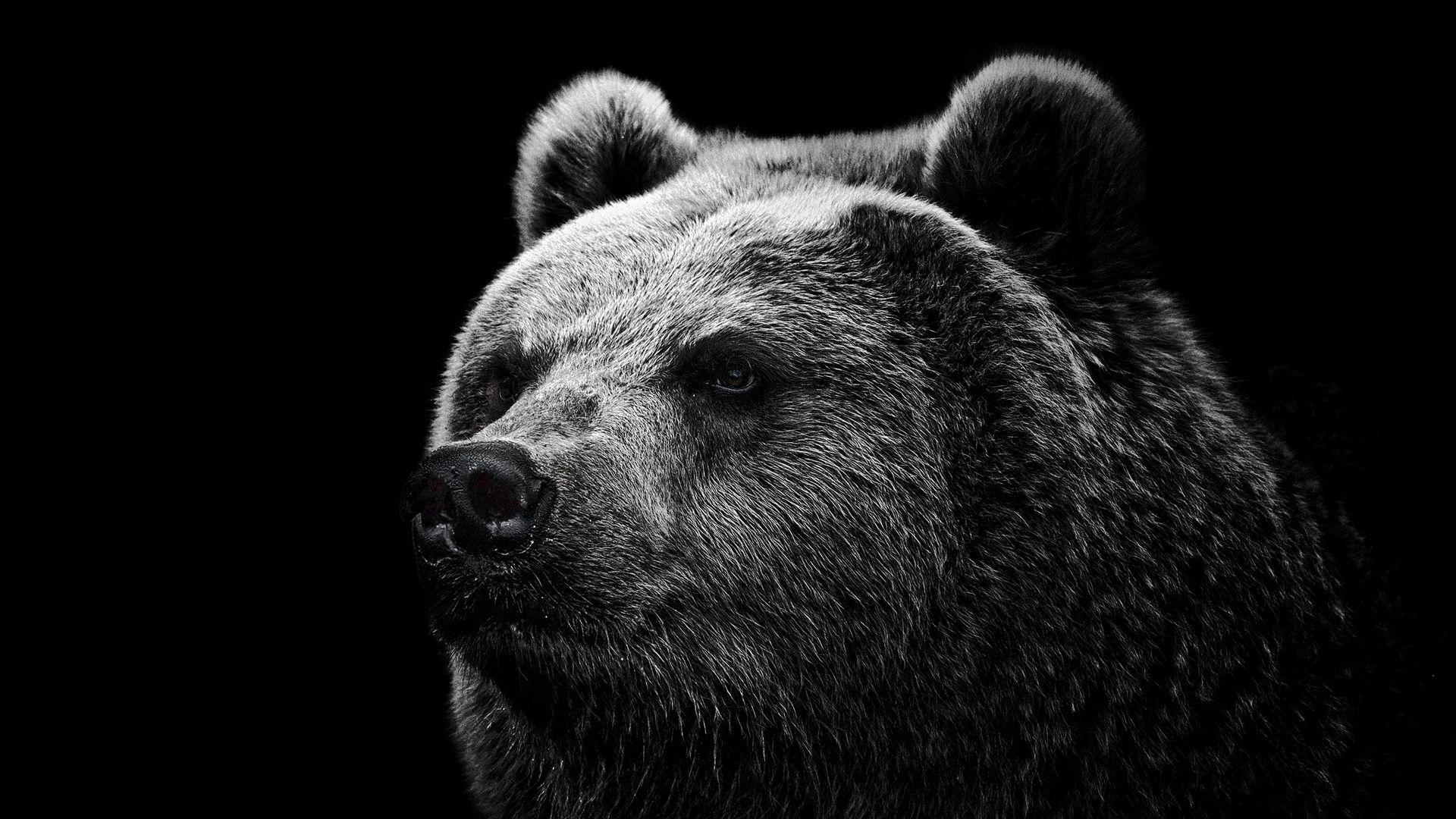 1920x1080 Download wallpaper 1920x1080 bear, grizzly bear, eyes, nose full