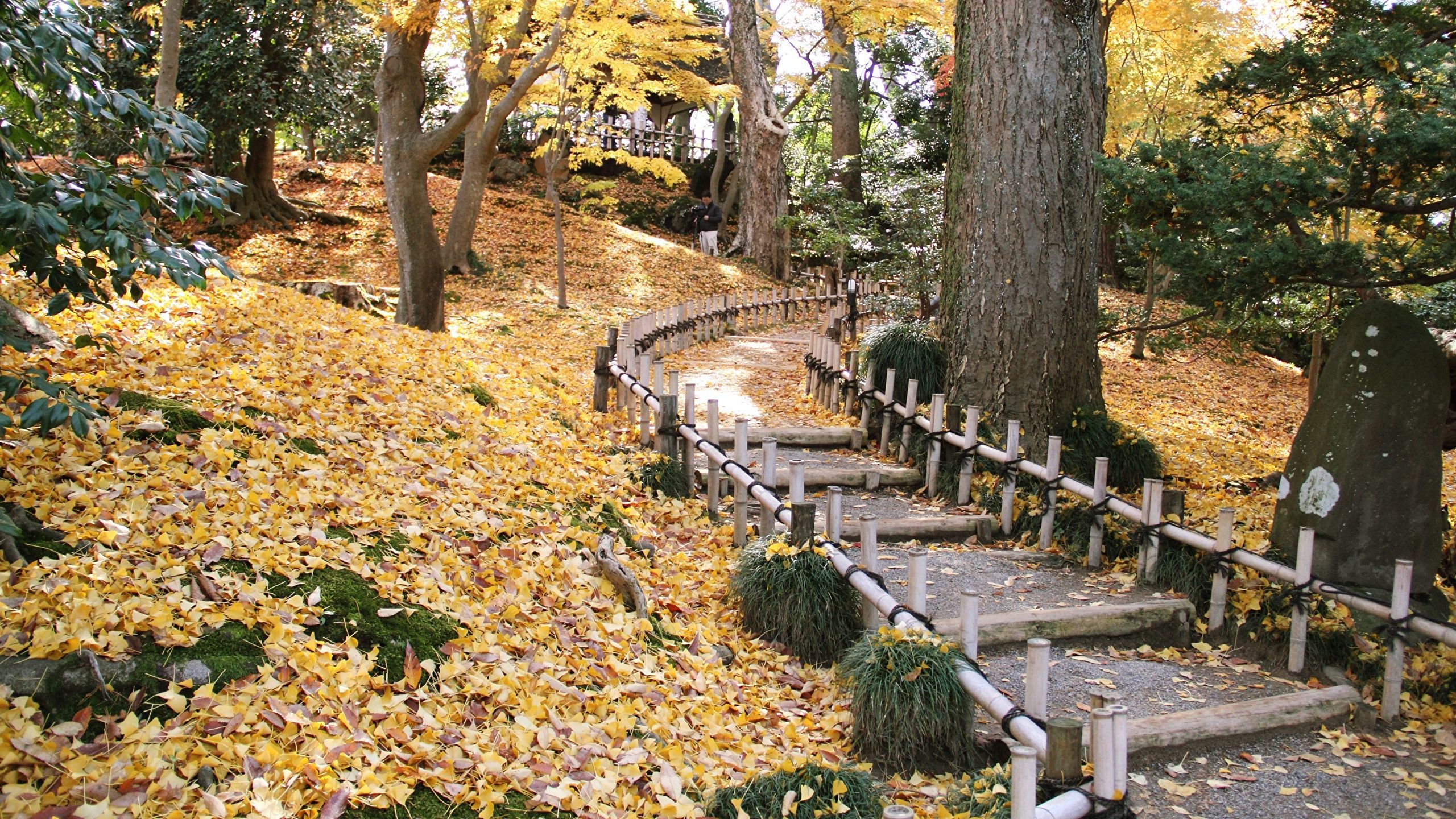 2560x1440 Wallpaper Japan Foliage Kenrokuen