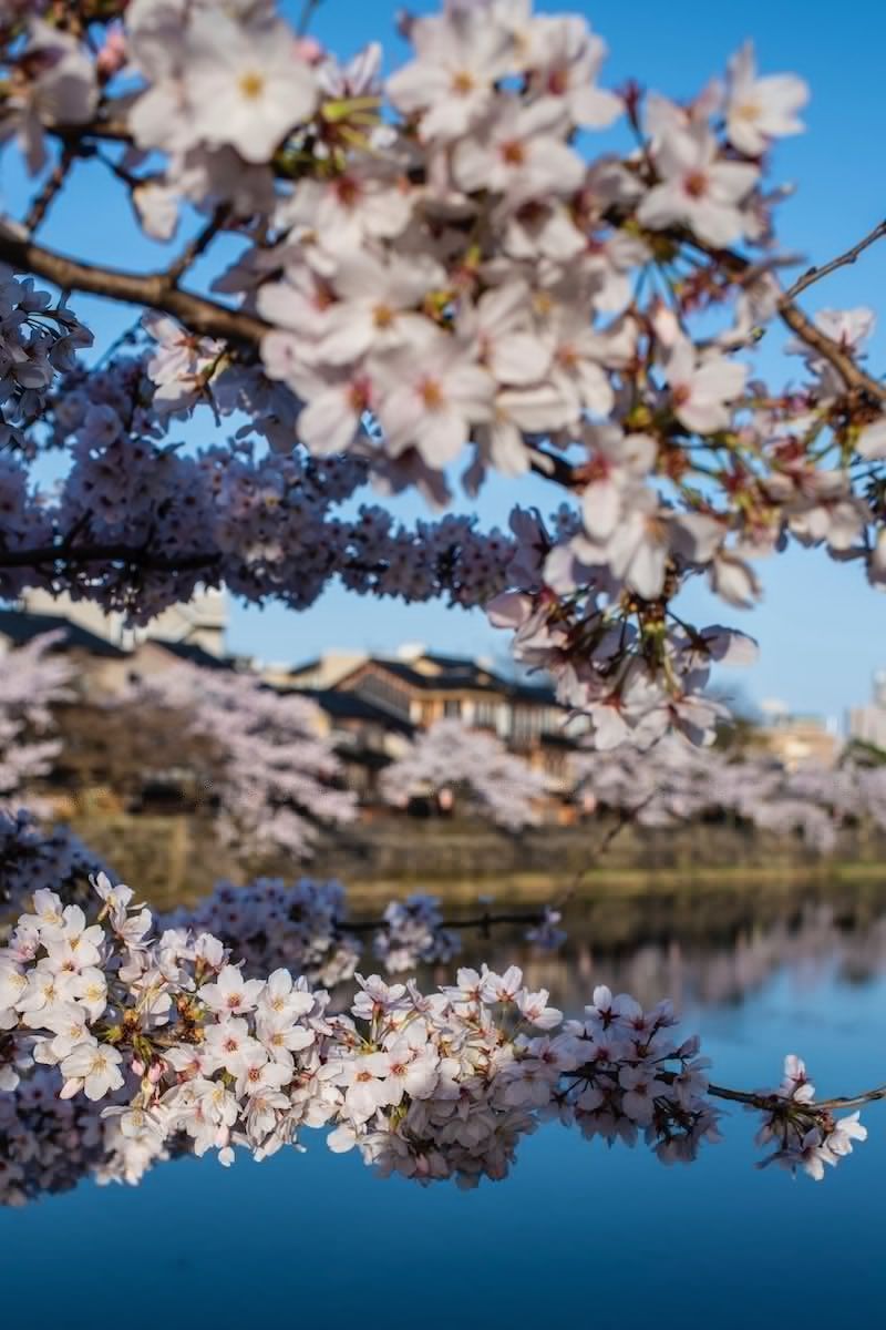 800x1200 The Ultimate Kanazawa Travel Guide