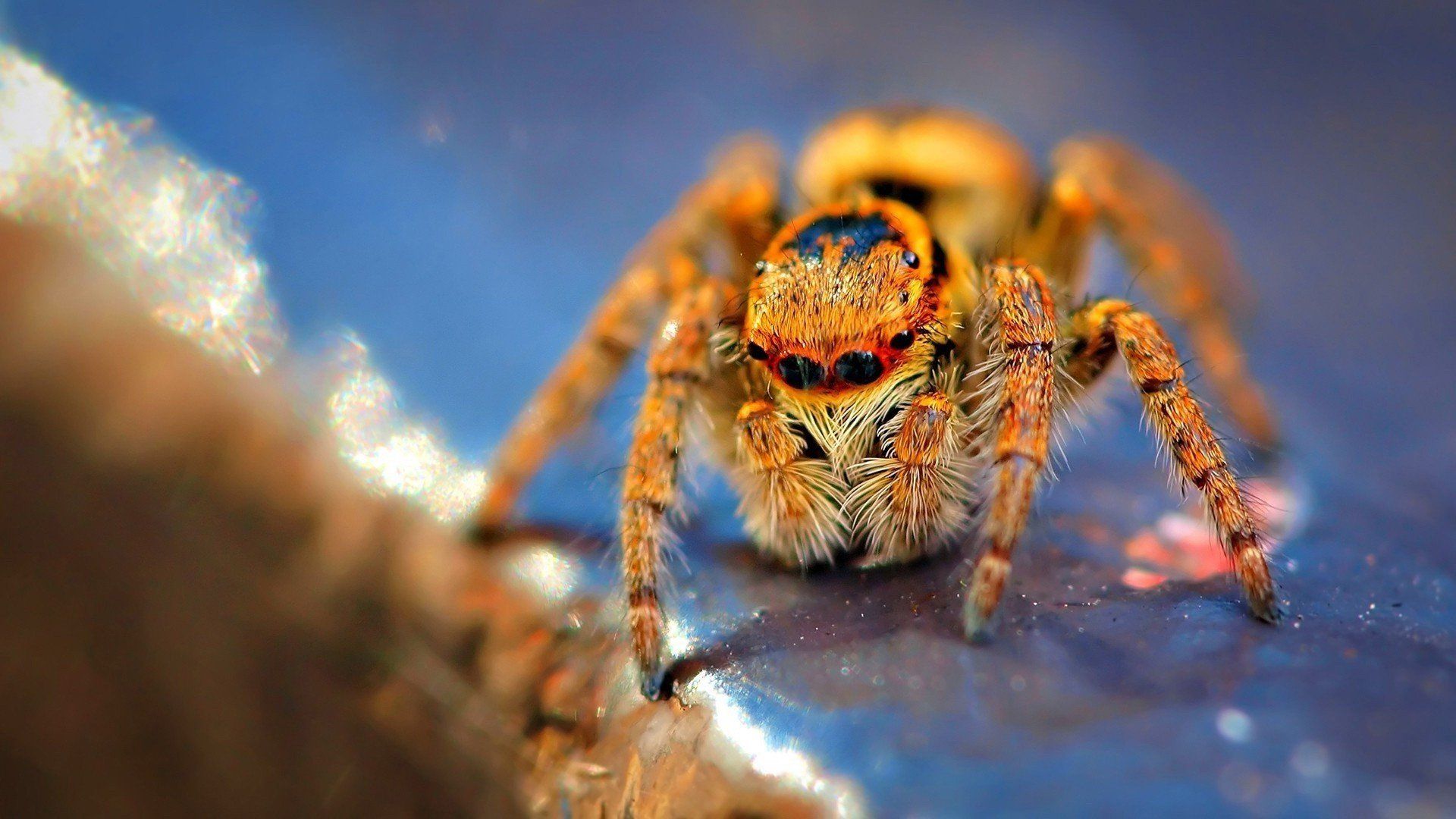 1920x1080 HD Wallpaper of a Vibrant Jumping Spiderx1080