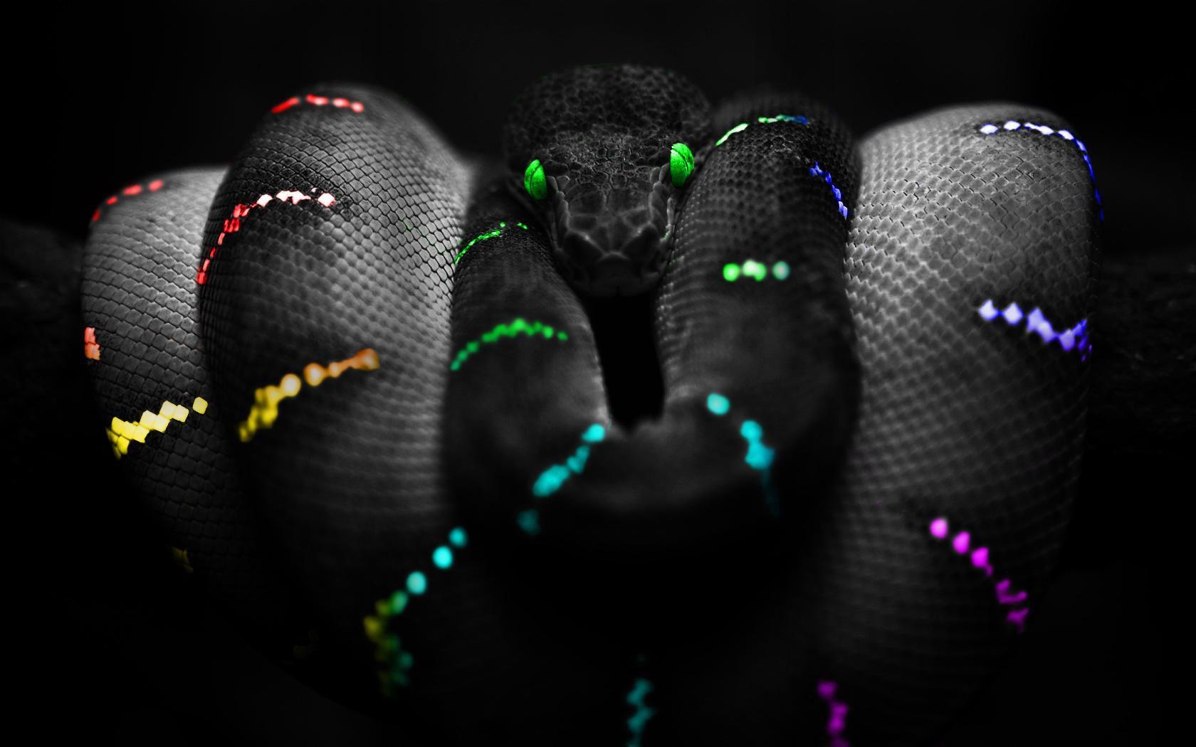 1680x1050 Rainbow Python wallpaper