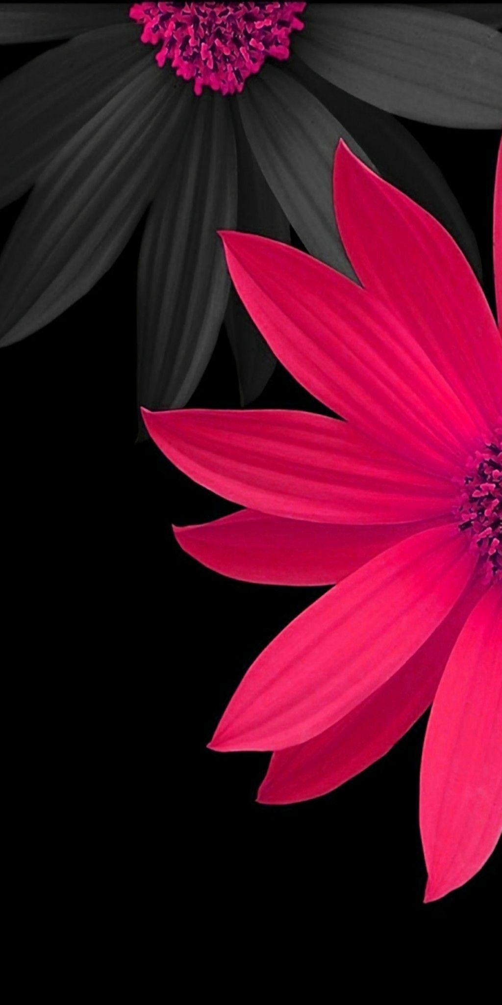 Hình nền hoa 3D màu hồng và đen 1024x2048.  Latar belakang, Bunga daisy