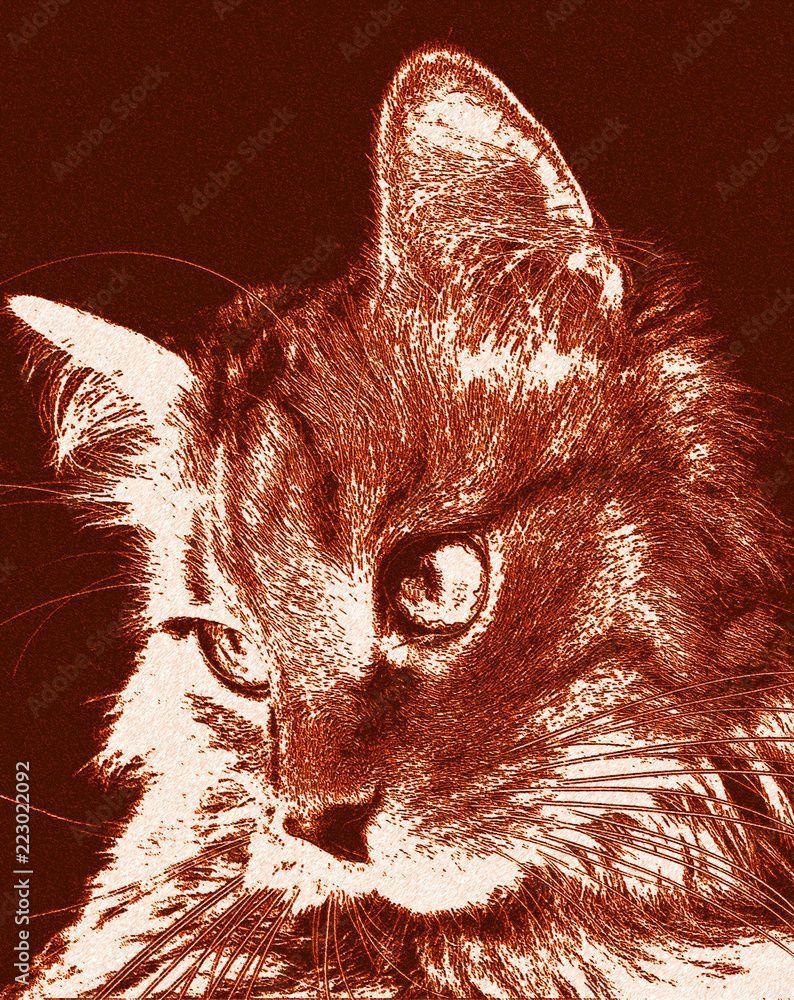 794x1000 cat looks away. Cute pussycat relaxed