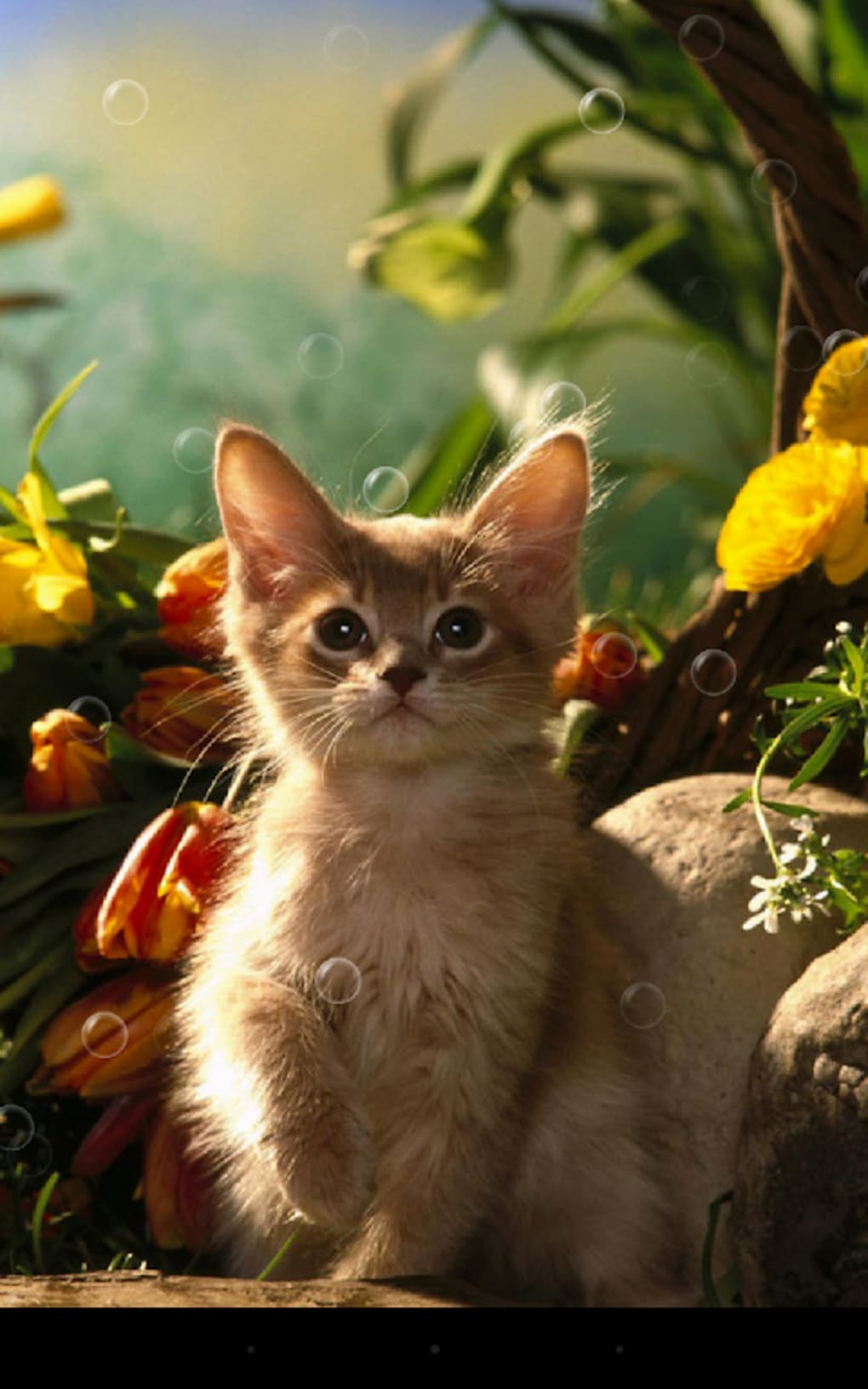 1020x1632 Pussycat Live Wallpaper APK for Android