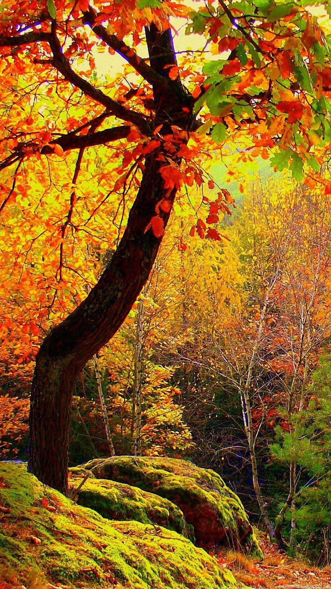 1080x1920 IPhone 6 Autumn