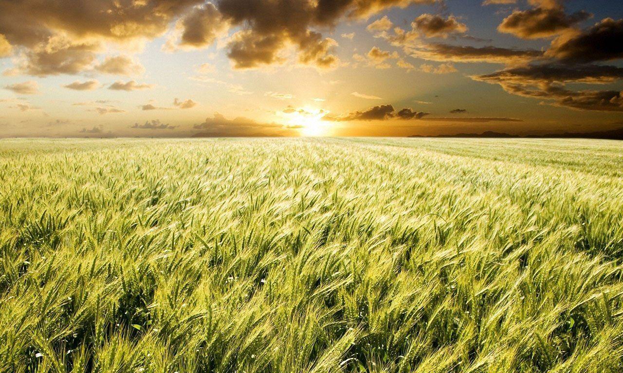 1280x768 The Sunrise in Wheat Fields. Sunrise over Field with Wheat
