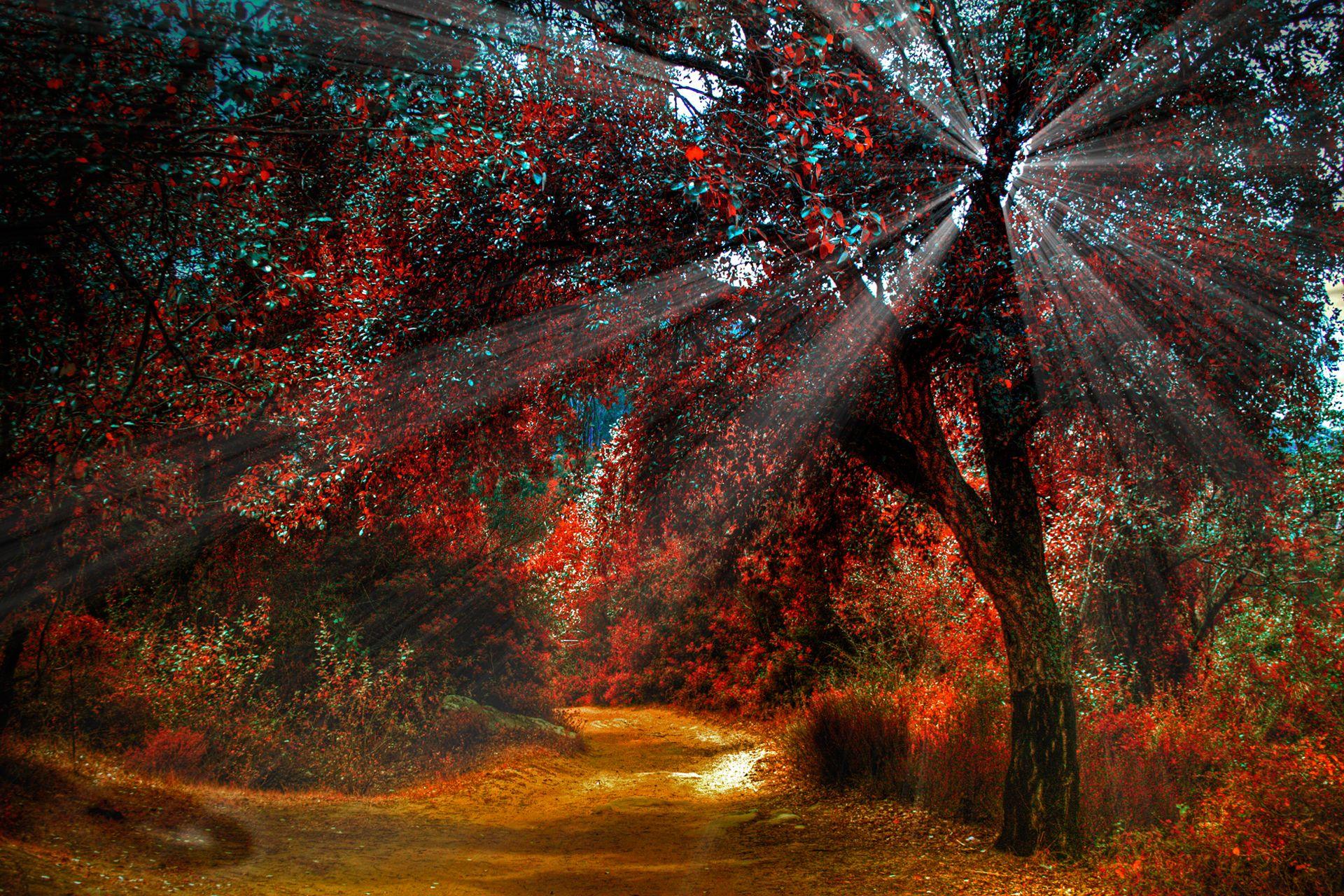 1920x1280 Nature landscapes trees forest path trail roads plants red