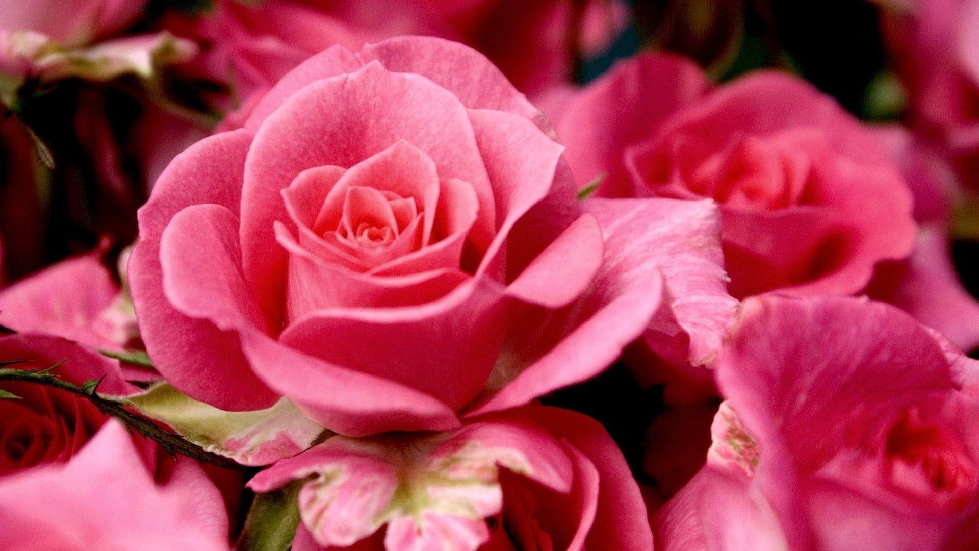 1920x1080 Love Valentine Pink Roses Symbol Flower Wallpaper