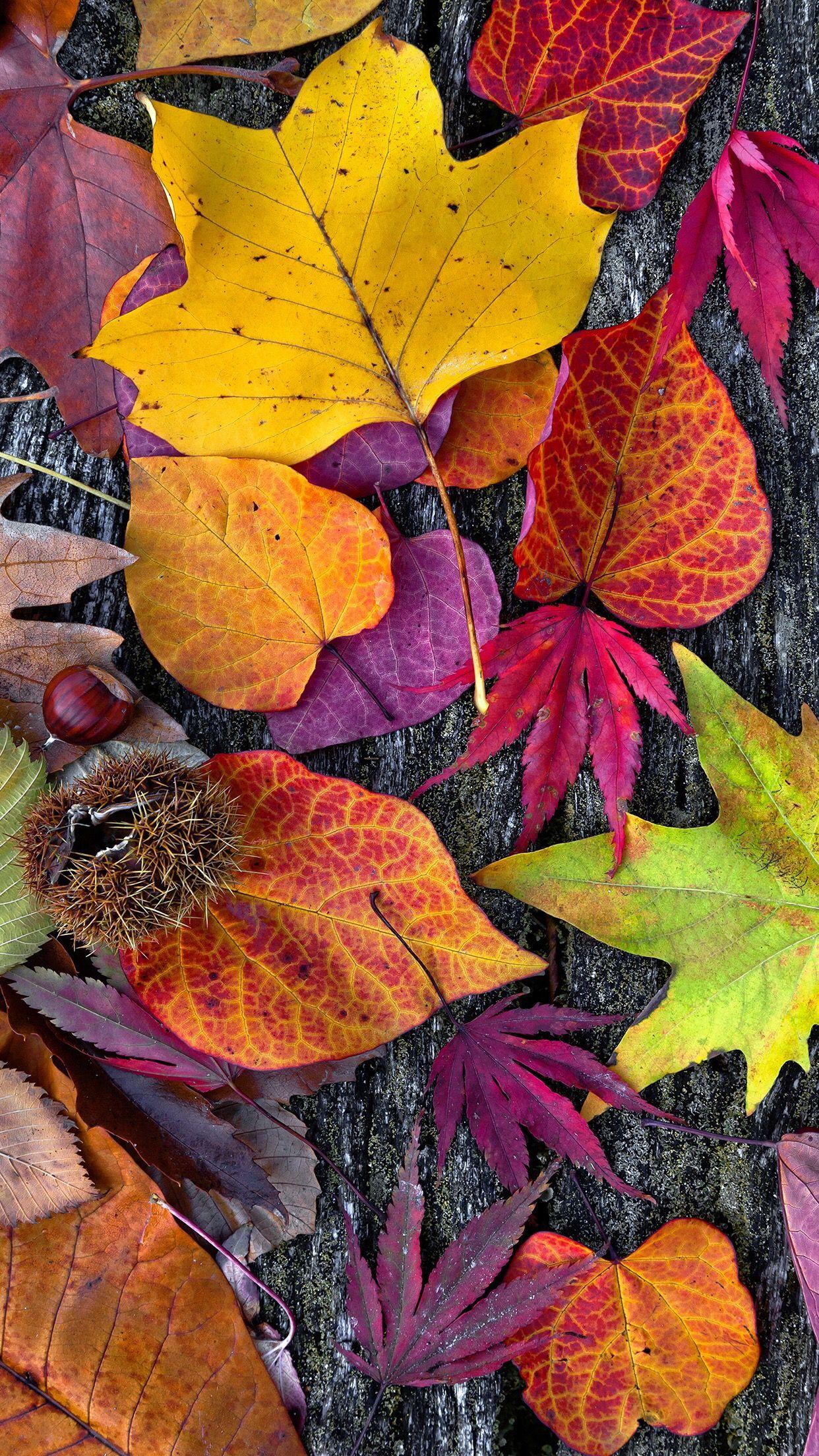 1242x2208 iphone HD Wallpaper. Fall wallpaper