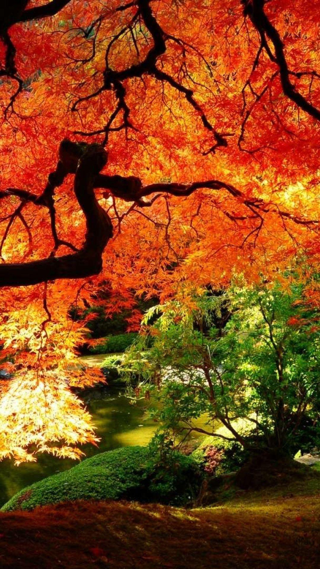 1080x1920 IPhone 6 Autumn