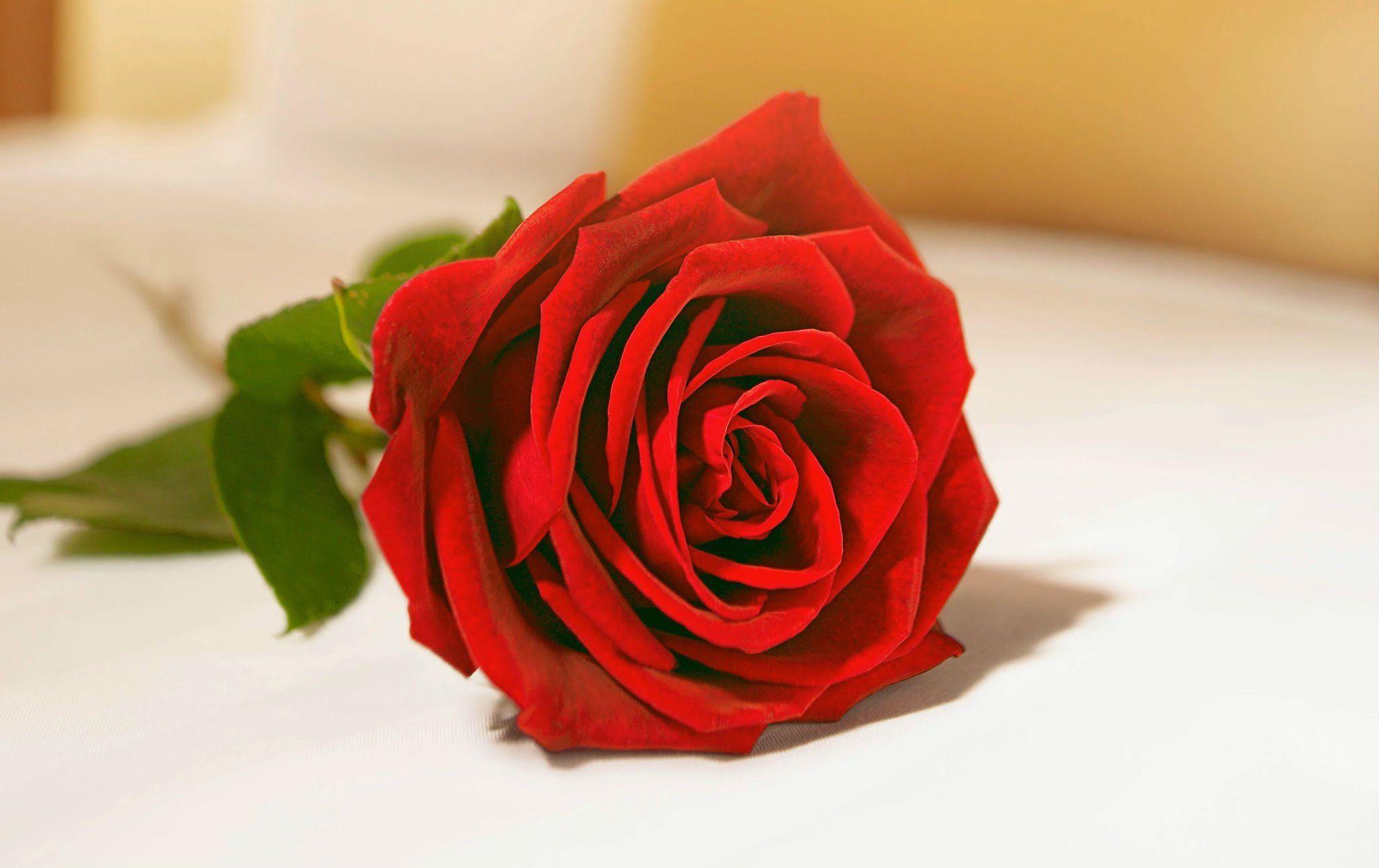 2047x1289 Valentine's Roses Wallpaper
