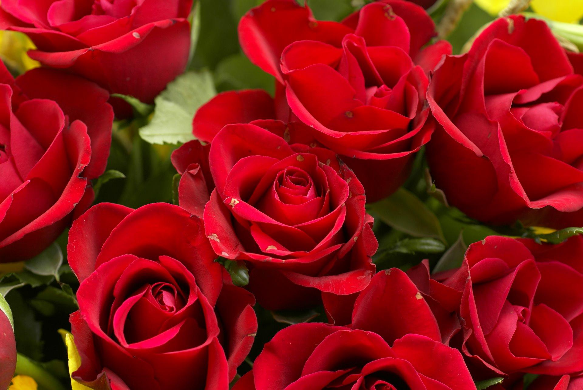 1920x1285 Valentine Weeks Special Mothers Day Flowers, HD