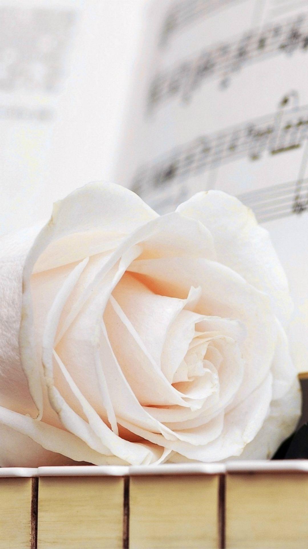 1080x1920 Pure White Rose Music Note iPhone 8 Wallpaper Free Download