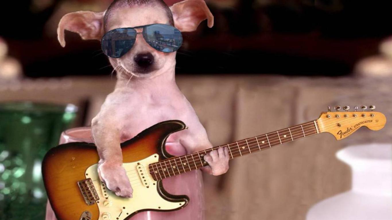 1366x768 Funny Dogs Wallpaper