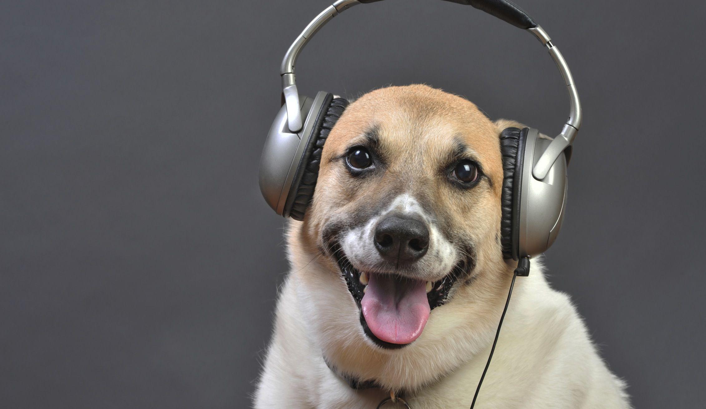 2263x1310 Cute Dog Listening to Music wallpaper Collection