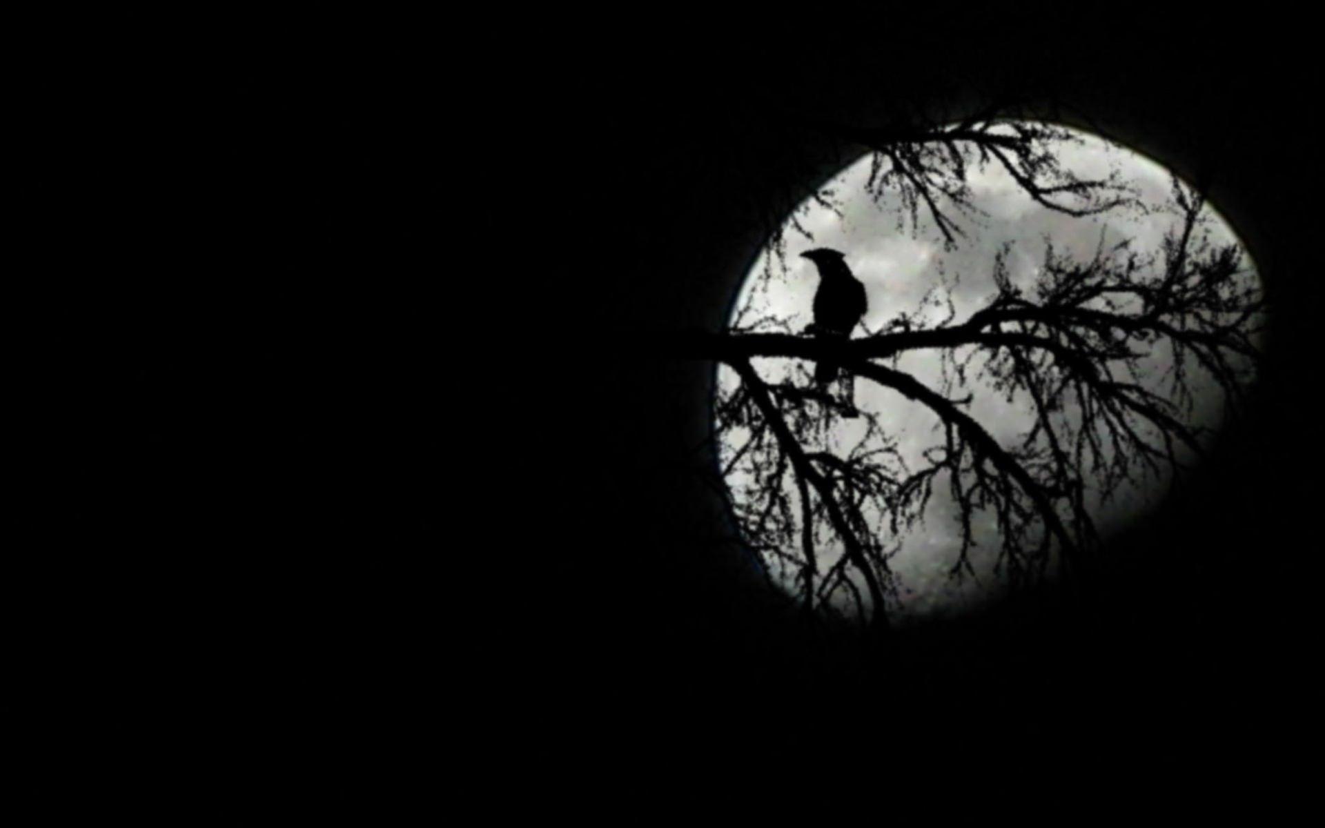 1920x1200 The bird and the moon wallpaper