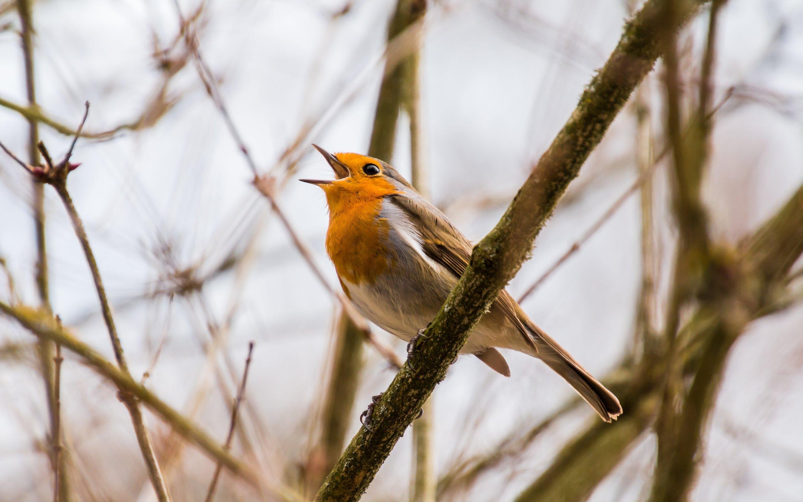 Bird and Tree Desktop Wallpapers - Top Free Bird and Tree Desktop