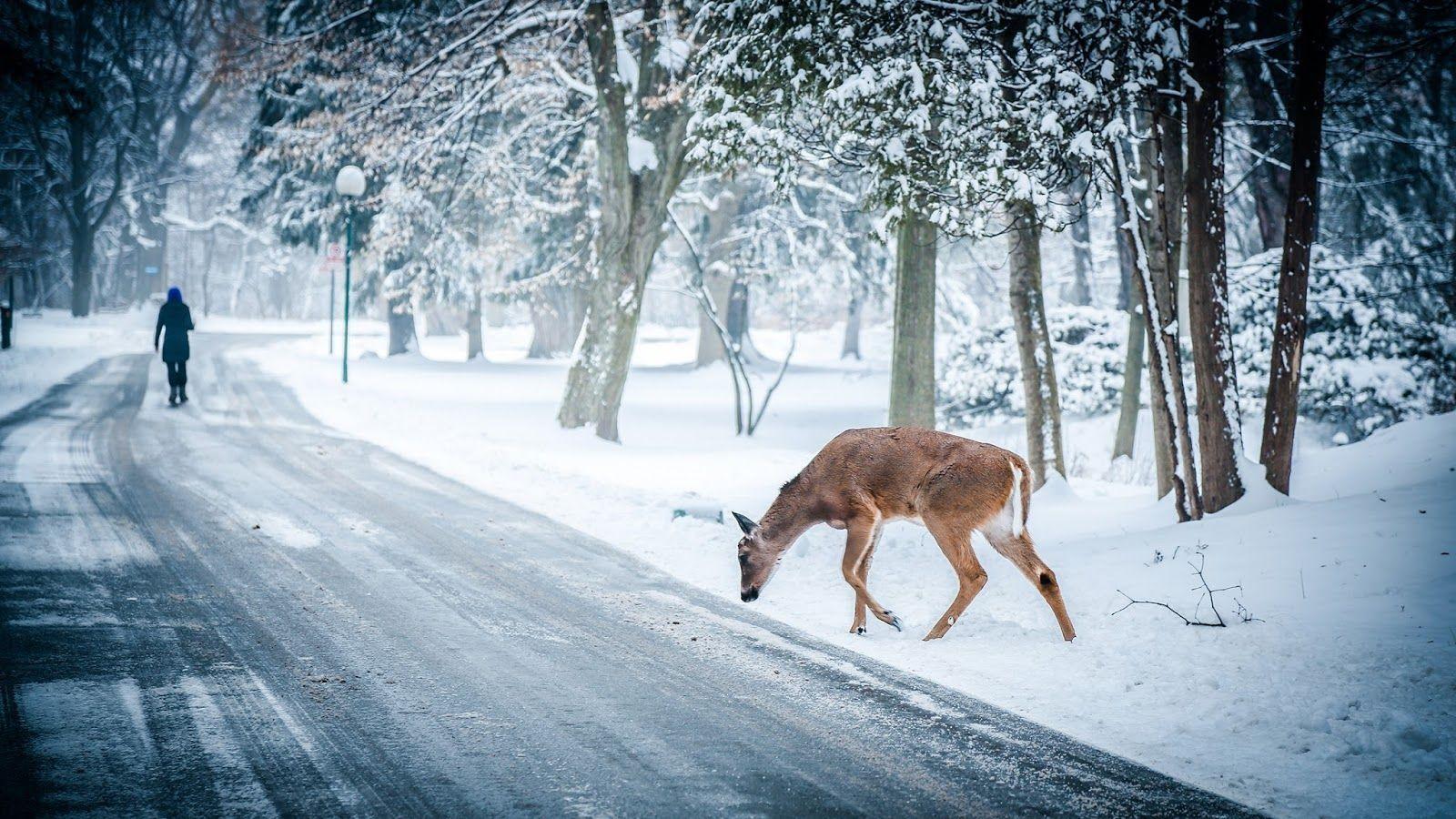 1600x900 Full HD Winter Animals Nature Wallpaper In Snowy