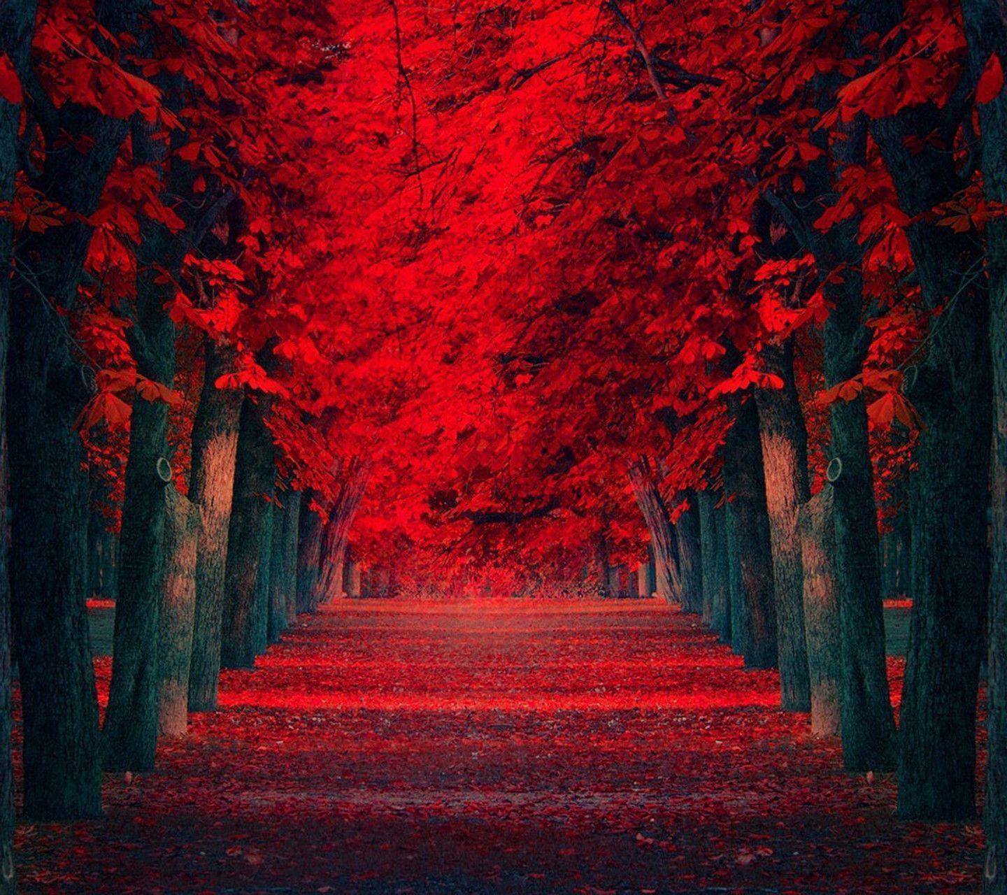 Red Nature Wallpapers - Top Free Red Nature Backgrounds - WallpaperAccess