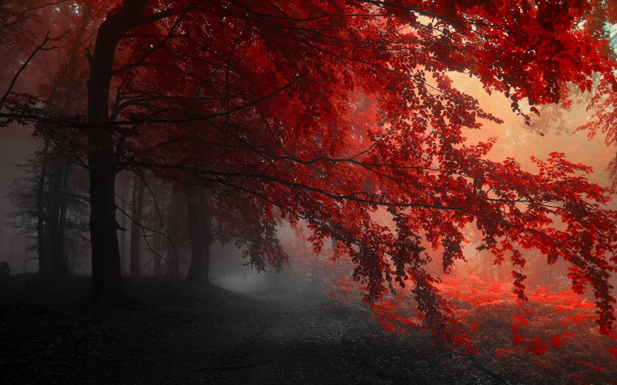 dræbe Intrusion Åbent Red Nature Wallpapers - Top Free Red Nature Backgrounds - WallpaperAccess