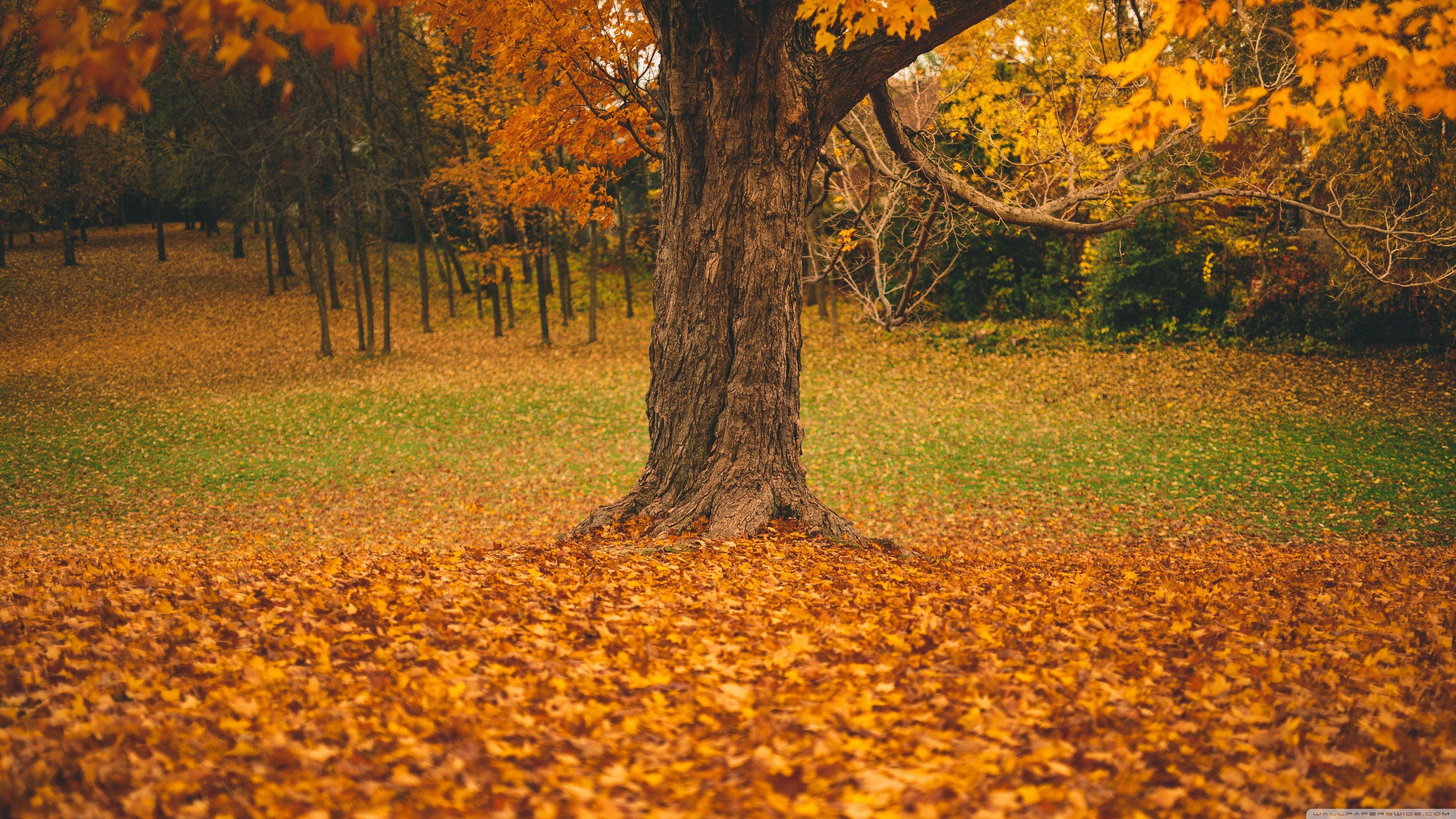 Autumn Trees Desktop Wallpapers - Top Free Autumn Trees Desktop