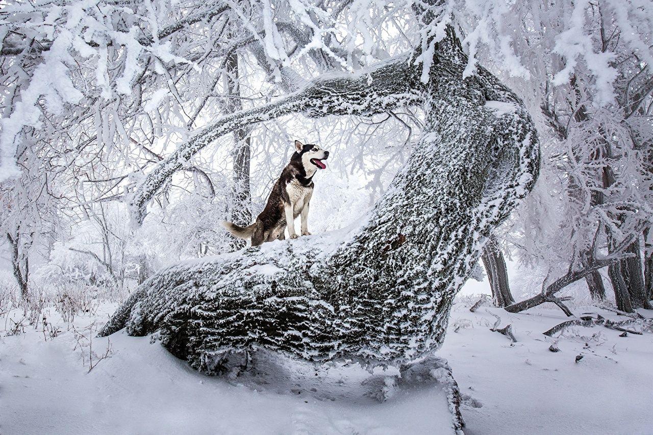 1280x853 Wallpaper Husky dog Nature Winter Snow Trunk tree animal