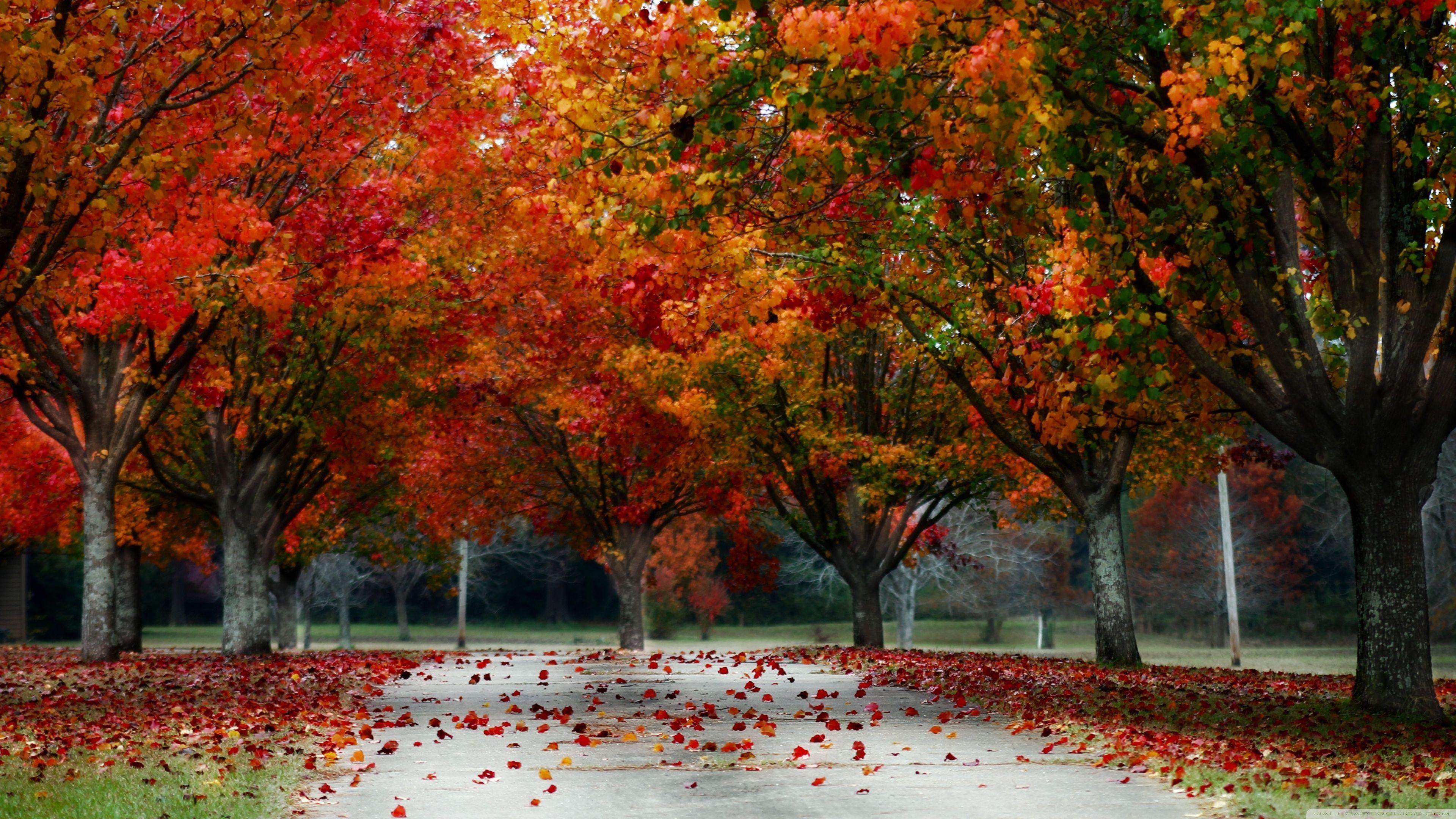 UHD Fall Wallpapers Top Free UHD Fall Backgrounds WallpaperAccess