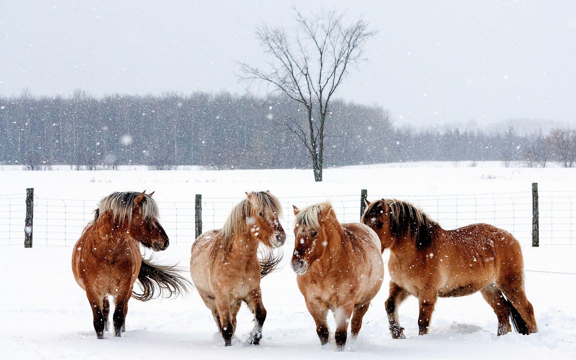 1920x1200 animals, horse, fence, snow, horses, winter