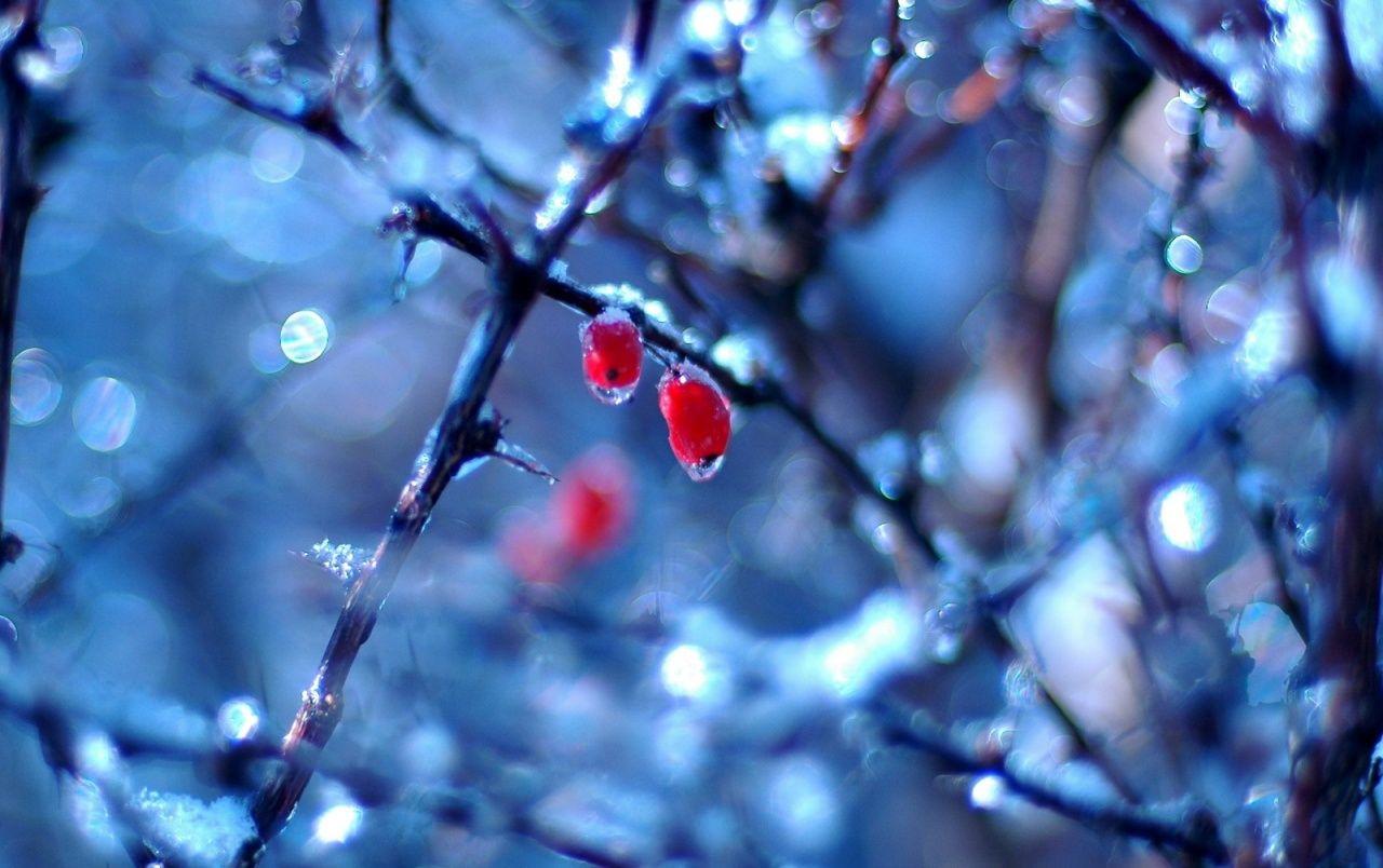 1280x804 Frozen fruits in winter wallpaper. Frozen fruits in winter