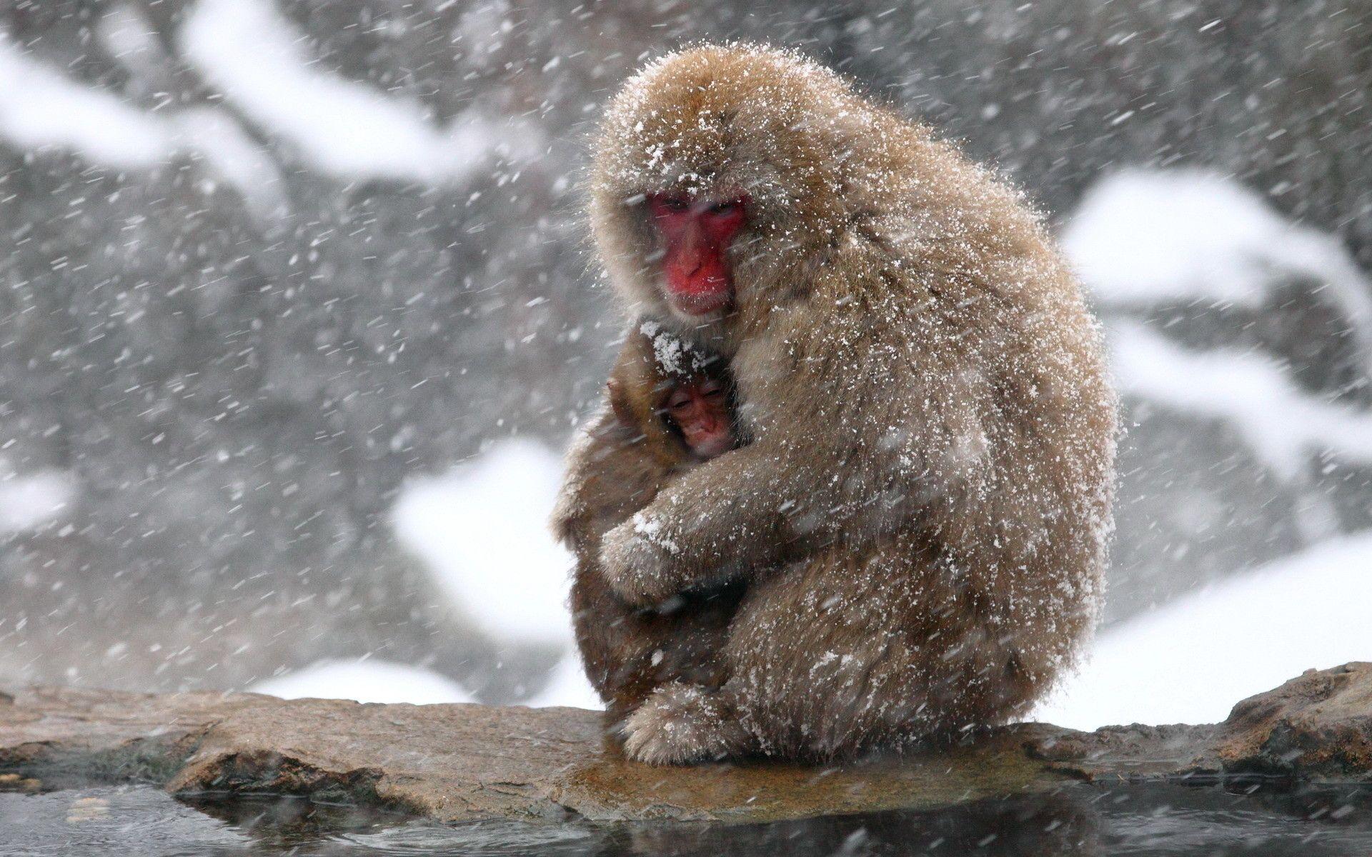 1920x1200 Cute Winter Animal Wallpaper