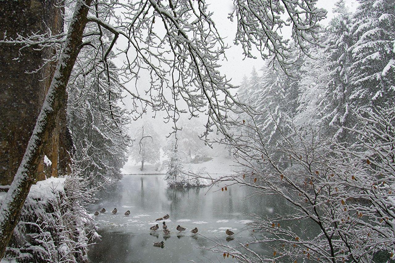 1280x853 Photo Ducks Ice Nature Winter Snow Pond animal