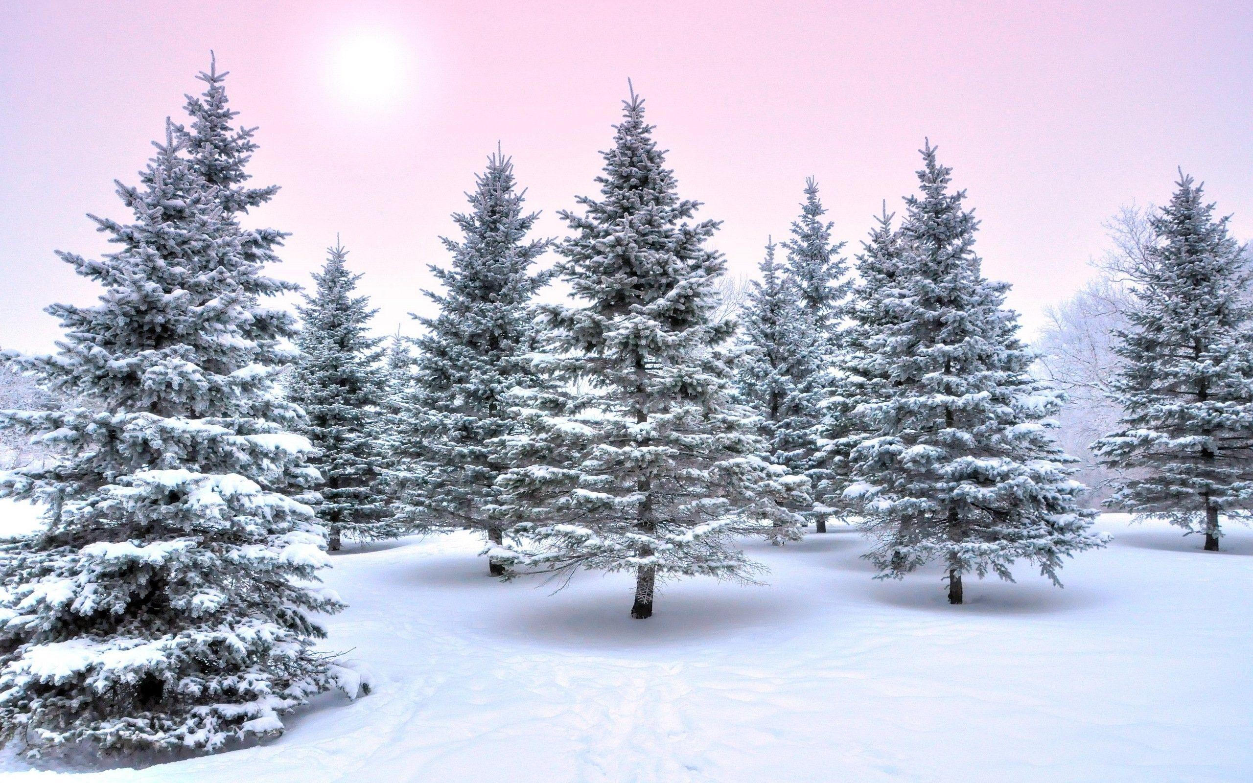 2560x1600 Colourfull, Amazing, Nature, Winter, Desktop Wallpaper