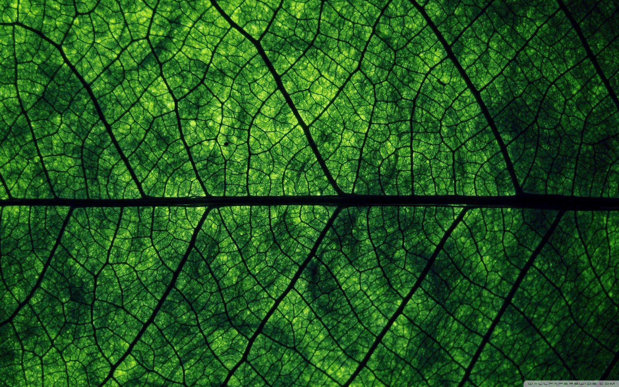 2560x1600 Leaf Wallpaper