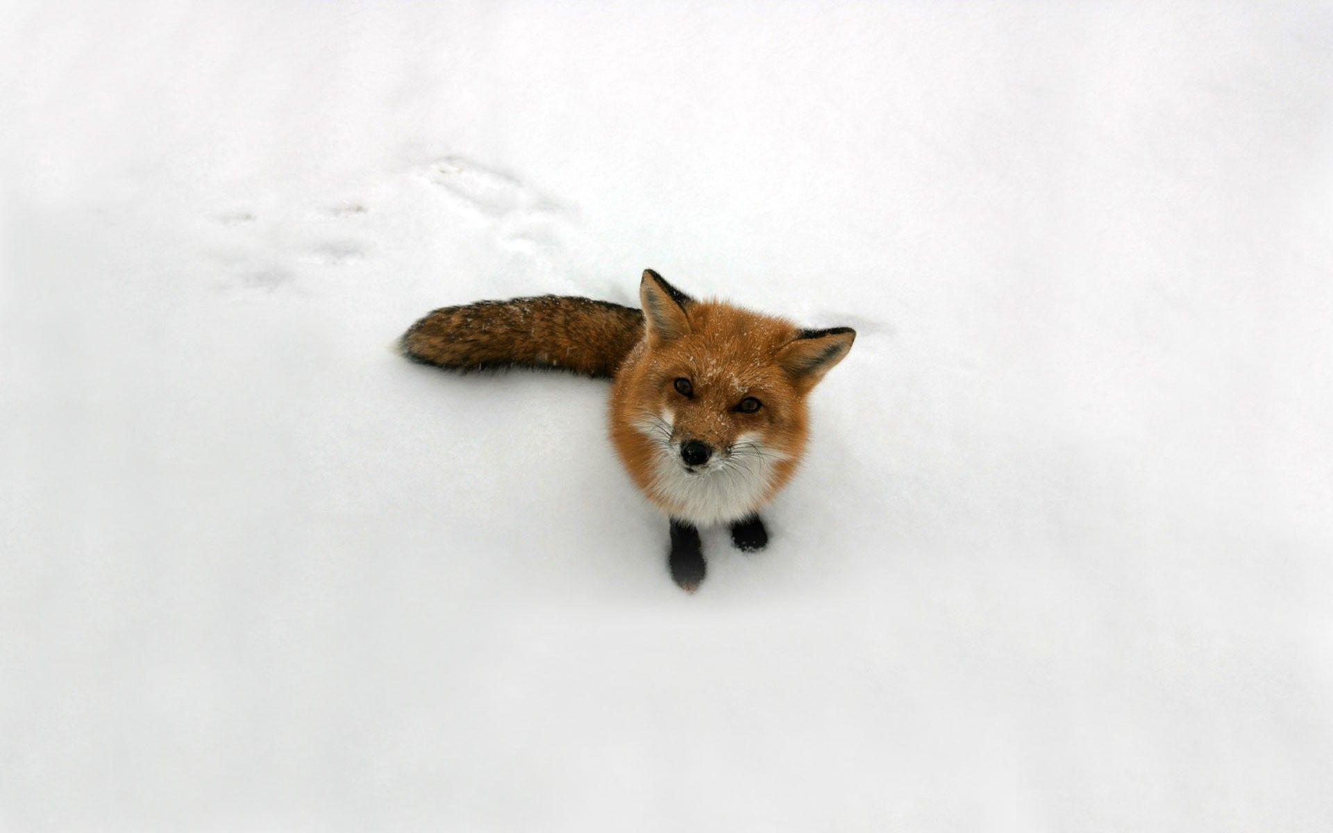 1920x1200 Winter Snow Animal Wallpaper