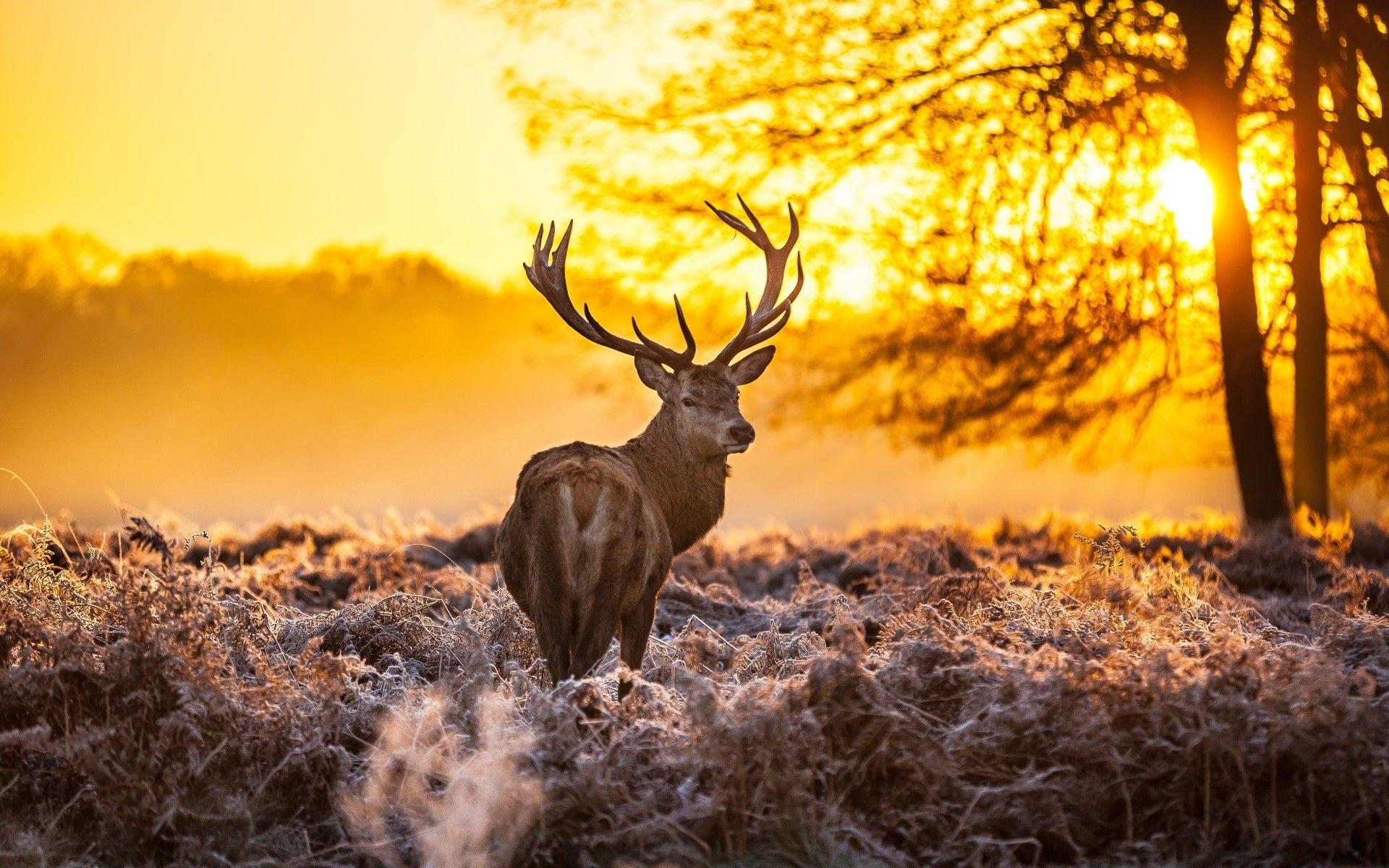 1920x1200 nature winter animals deer sunlight wallpaper