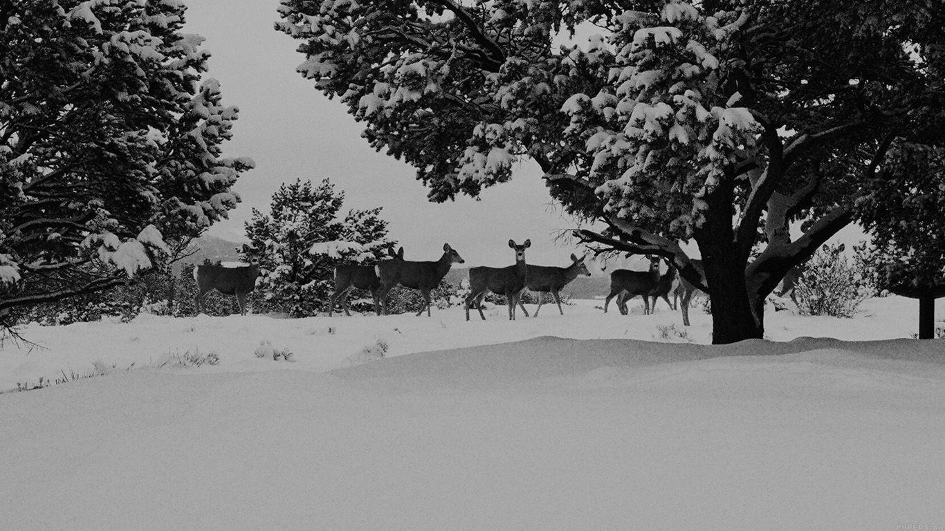 1366x768 Snow Deer Winter Nature Animals. Cute Wallpaper
