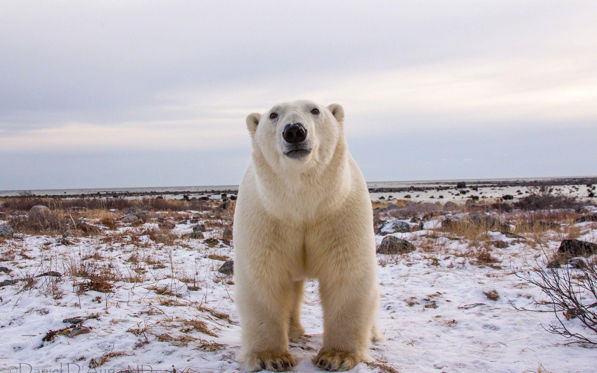 1920x1200 Animals, Snow, Bear, Bears, polar, Seasons, Winter Predator